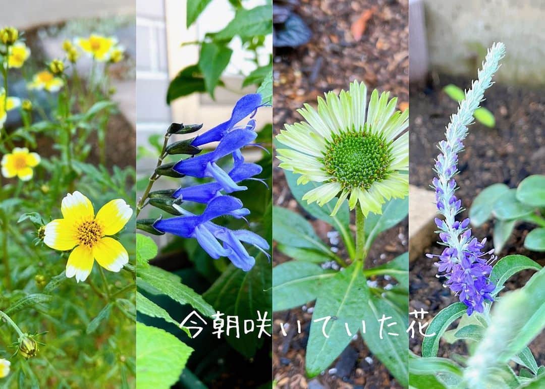 トテンのインスタグラム：「最近の朝の冷え込みは10℃を下回り、既に真冬パジャマの私です☃️ 夏からがんばってくれているお花と、少しだけど秋のお花の蕾とで、朝時間の合間のパトロールがささやかな楽しみです♬  ・草丈80cmほどになり、毎日黄色いお花がどんどん咲くウィンターコスモス。 ・まだまだやる気満々スーパーサルビアロックンロール。 ・夏の終わりに一輪だけ咲いてくれた、透明感のあるエキナセアグリーンジュエル。 ・たぶん今年最後の花穂、トウテイラン。  ・葉っぱが枯れ始めたけど、まだまだ白いポンポンが鮮やかなセンニチコウ。 ・最近まで枯れたと思っていたチョカモカの、まさかの蕾。チョコレートの香りを嗅いでみたい😍  みんな今日もかわいく咲いてくれてありがとう〜。行ってきます💪🏻」