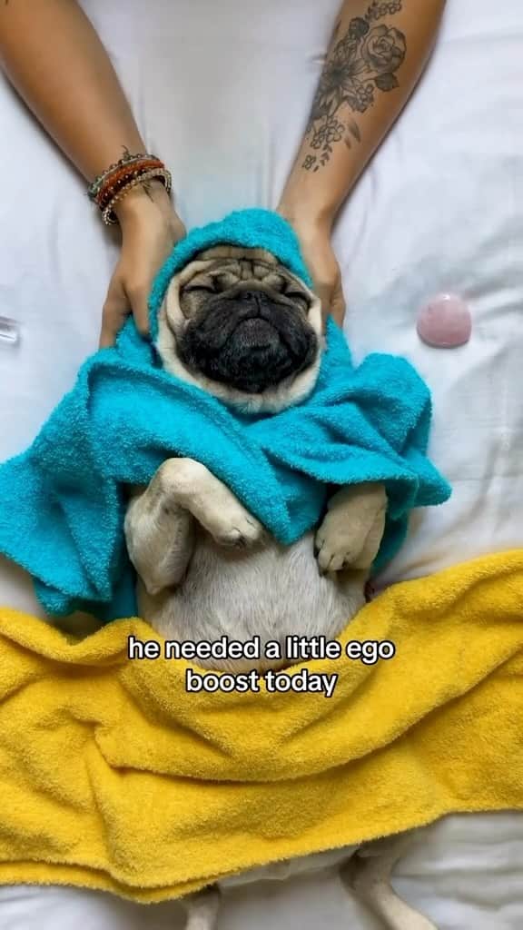 itsdougthepugのインスタグラム：「Do you want to make healthier choices for your dog? Well, Doug The Pug just launched his new dog wellness company @nonipup not long ago, but there are already so many incredible reviews!! If you have been looking for safe, organic and effective dog products this is your sign 🐾💜  #dogwellness #dougthepug #pugsofinstagram #dogsofinstagram #healthydog #petcare」