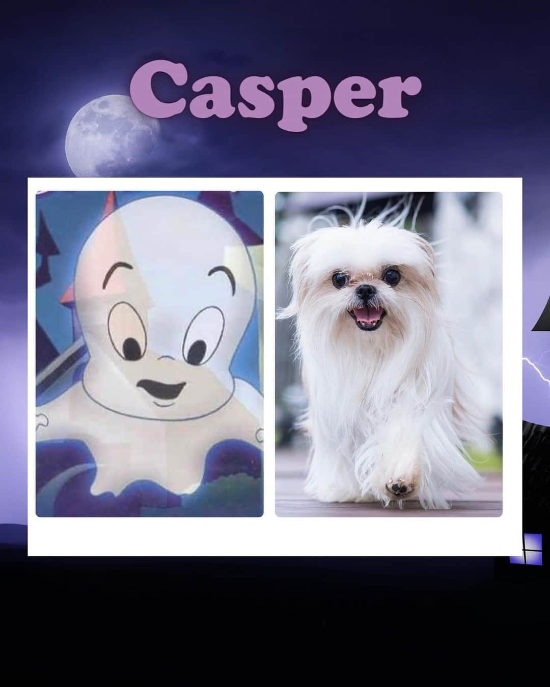 JessRonaGroomingさんのインスタグラム写真 - (JessRonaGroomingInstagram)「The Halloween edition of Dog of the Week is… the Maltese! 👻🎃  #maltese #thenightmarebeforechristmas #casperthefriendlyghost #michaelmyers #charliebrown #jessronagrooming」10月26日 22時00分 - jessronagrooming