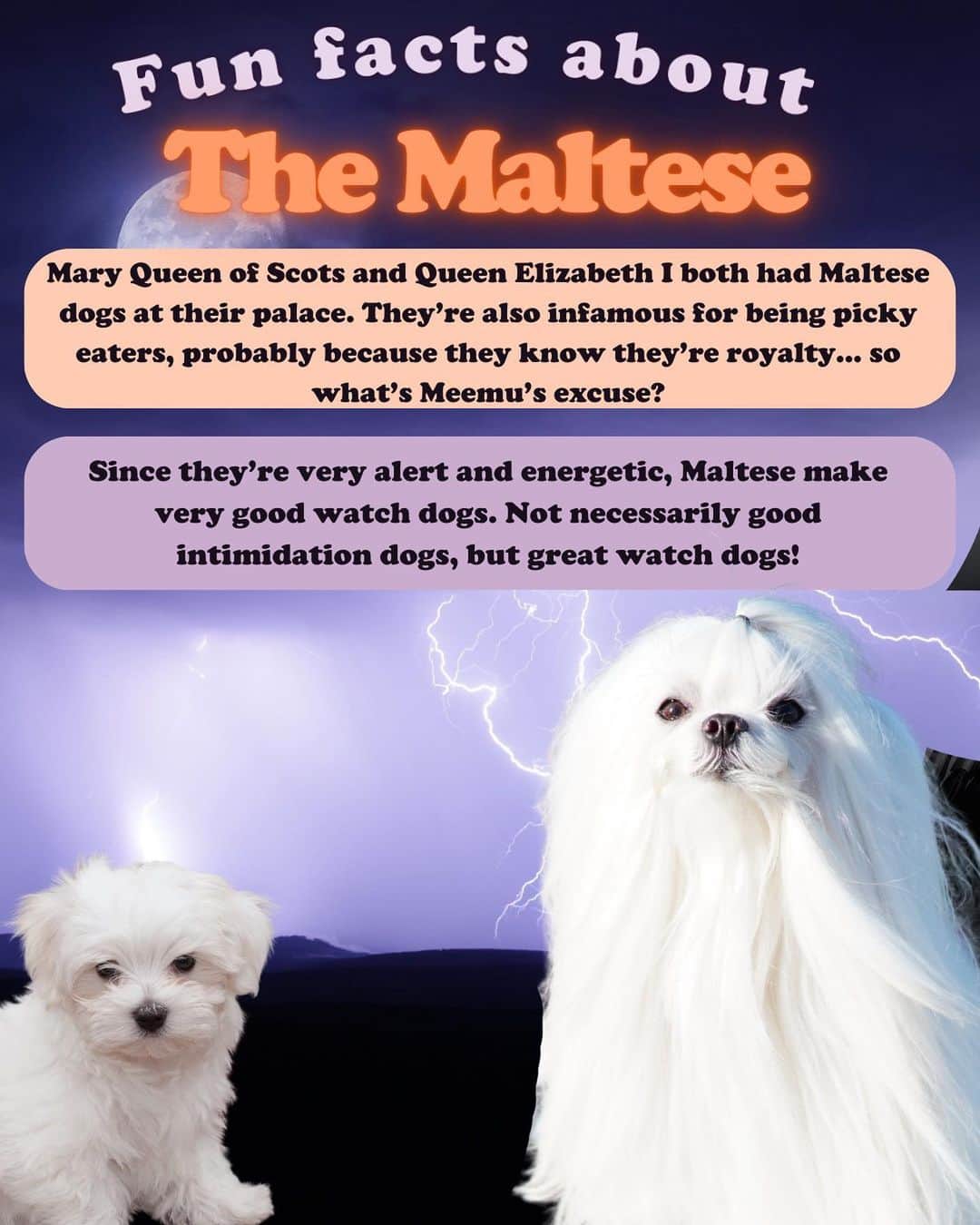 JessRonaGroomingさんのインスタグラム写真 - (JessRonaGroomingInstagram)「The Halloween edition of Dog of the Week is… the Maltese! 👻🎃  #maltese #thenightmarebeforechristmas #casperthefriendlyghost #michaelmyers #charliebrown #jessronagrooming」10月26日 22時00分 - jessronagrooming
