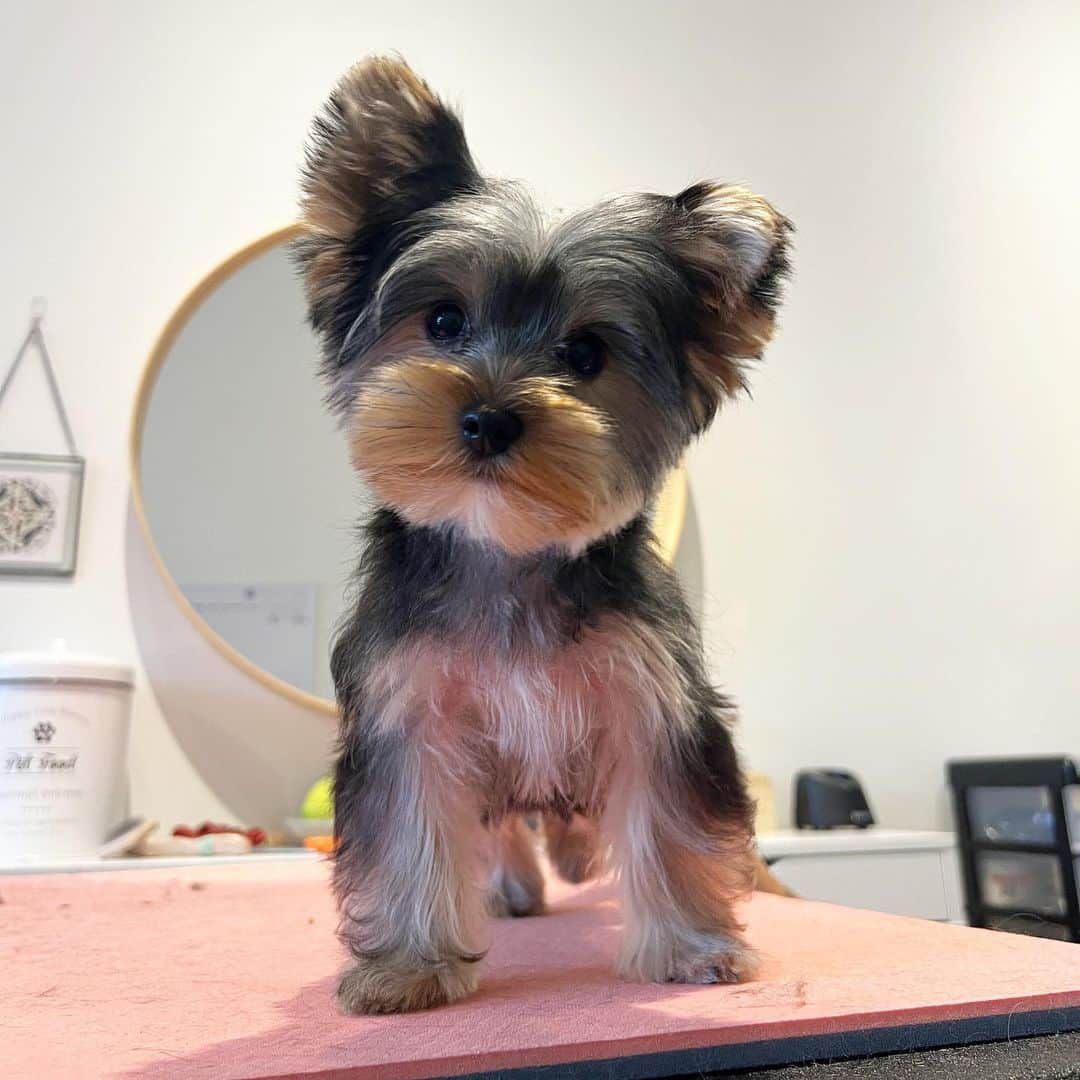 Dogs by Ginaのインスタグラム：「MEET TITO!!! This little guy is one of a kind and was a total champ for dematting and tidying.   See you soon, buddy 🤩」
