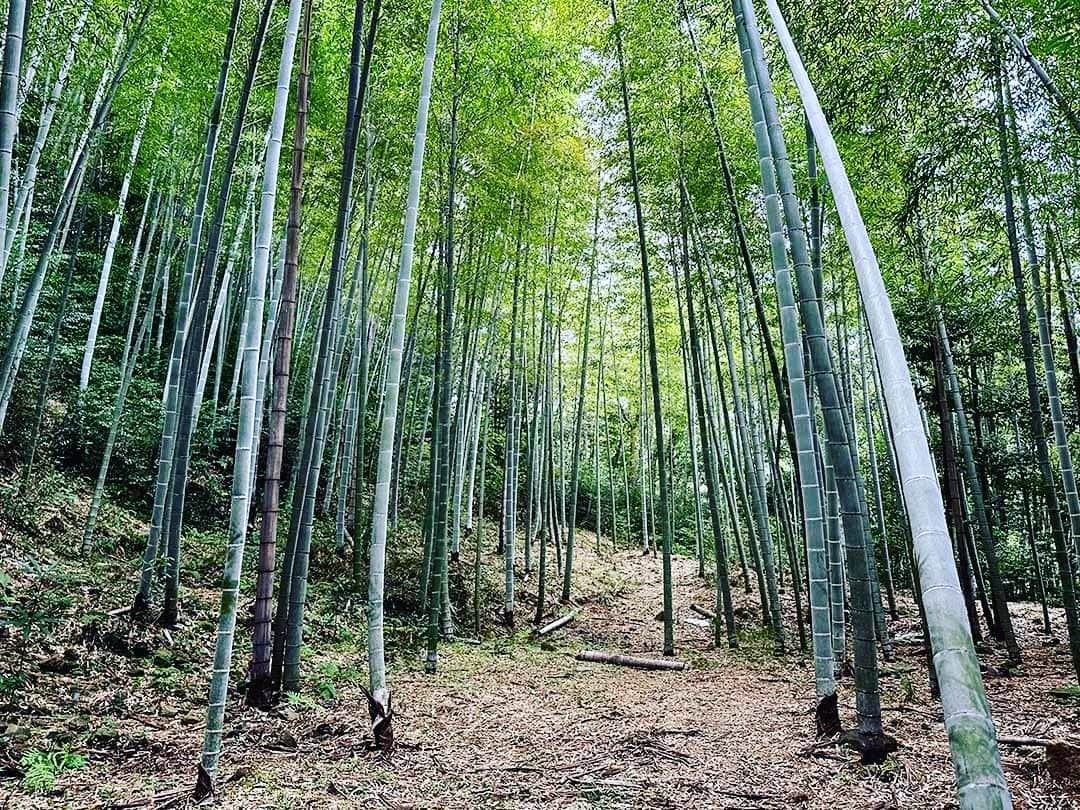 竹虎のインスタグラム：「手入れの行き届いた美しい孟宗竹の竹林。雨の多かった今年は、竹が余分の水分を含んでいるから葉枯らし。切り口を見て乾燥具合を確認する。 . 何より嬉しいのは、この竹林の職人の仕事ぶりだ。枝打ちした後の竹枝を、ひとまとめにして丁寧に積み上げられている。 . この手間を見るだけで、竹相手に生活する職人がいかに竹に敬意を払い、愛情を持って接しているのかが伝わってくる。 . #竹虎 #虎斑竹専門店竹虎 #山岸竹材店 #TAKETORA #竹 #孟宗竹 #Sustainable #bamboo #竹林 #竹枝」