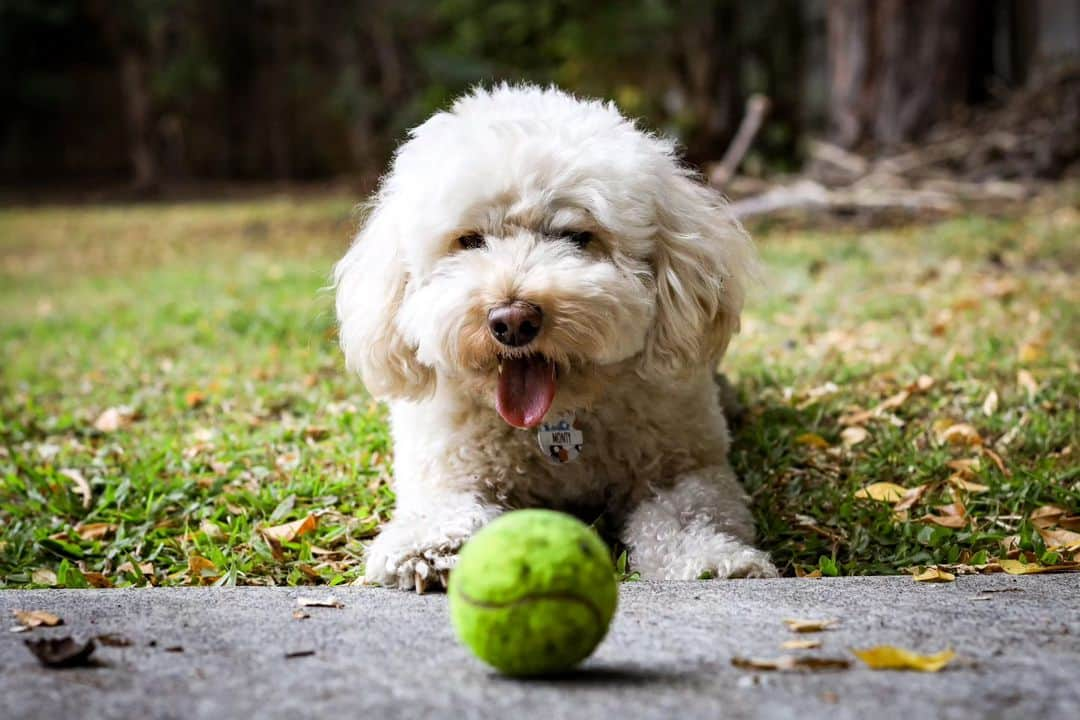 ケイト・キャンベルのインスタグラム：「Find someone who looks at you like Monty looks at his ball. It's been a fun few weeks of racing overseas, but I'm glad to come home to my usual routines - which include playing fetch with my roommate's dog 🥰」