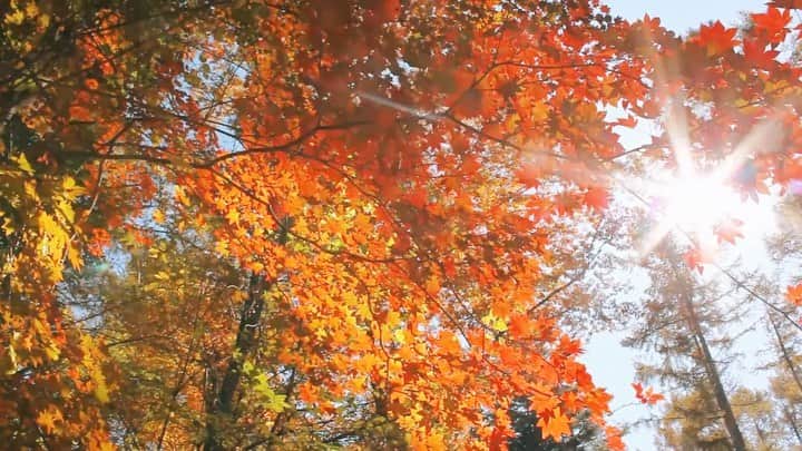 Rie fuのインスタグラム：「Autumn in the mountains🍁紅葉が映える秋晴れの毎日⛰️いよいよ来週は初軽井沢ライブ！！ #autumnleaves #studiointhewoods #karuizawa #軽井沢 #japan #momiji #紅葉」