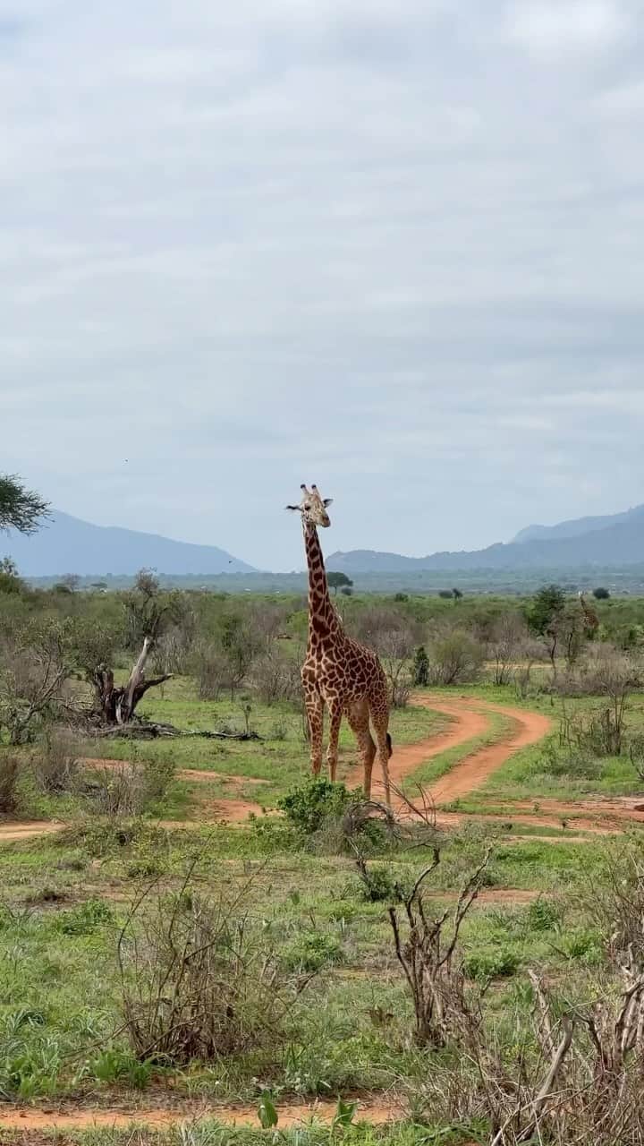 Live To Exploreのインスタグラム：「Wild animals are less wild and more human than many humans of this world 🌎.  Who can relate?   Happy Thursday  Bea & Steffen 🫶  @secludedafricalodges   #secludedafrica #kenia #keniaos #keniasafari #safariphotography #safarilife #safaripark #safariafrica #safarikenya #wildlifephotography #safarilodge」