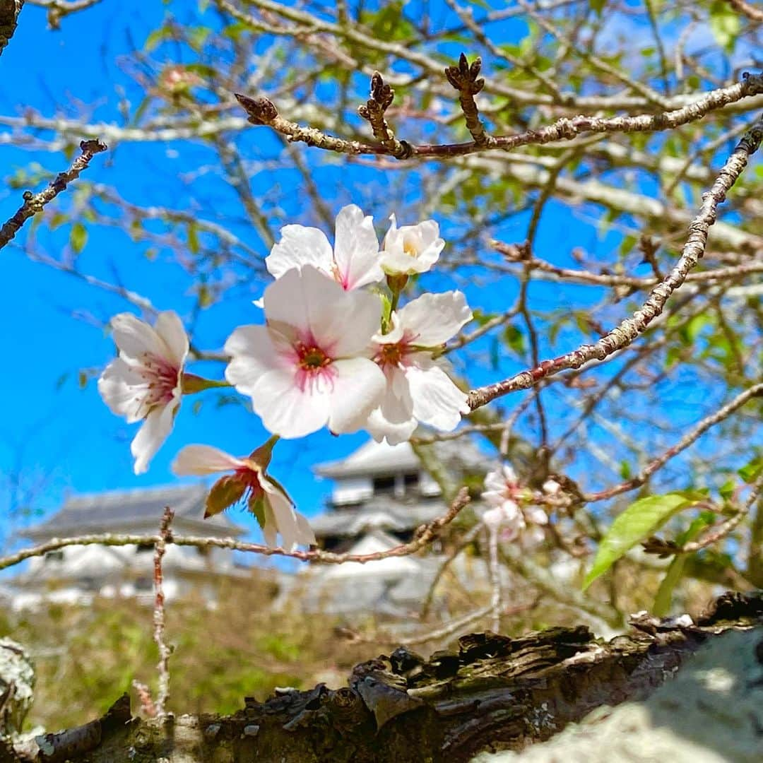 鎧塚俊彦さんのインスタグラム写真 - (鎧塚俊彦Instagram)「先日、松山城の本丸にポツンと咲いた季節外れの桜。 秋晴れの中、訪れる多くの方々にせめて数輪だけでもと天守閣を背に踏ん張る桜の侠気に感動致しました❗️  狂い咲とも返り咲き、帰り咲きとも呼ばれる粋な桜。 「人の世に　花を絶やさず　帰り咲」 鷹羽狩行さんの句です。 #toshiyoroizuka #鎧塚俊彦　#トシヨロイヅカ　#桜　#帰り咲　#松山城　#鷹羽狩行」10月26日 19時38分 - toshiyoroizuka