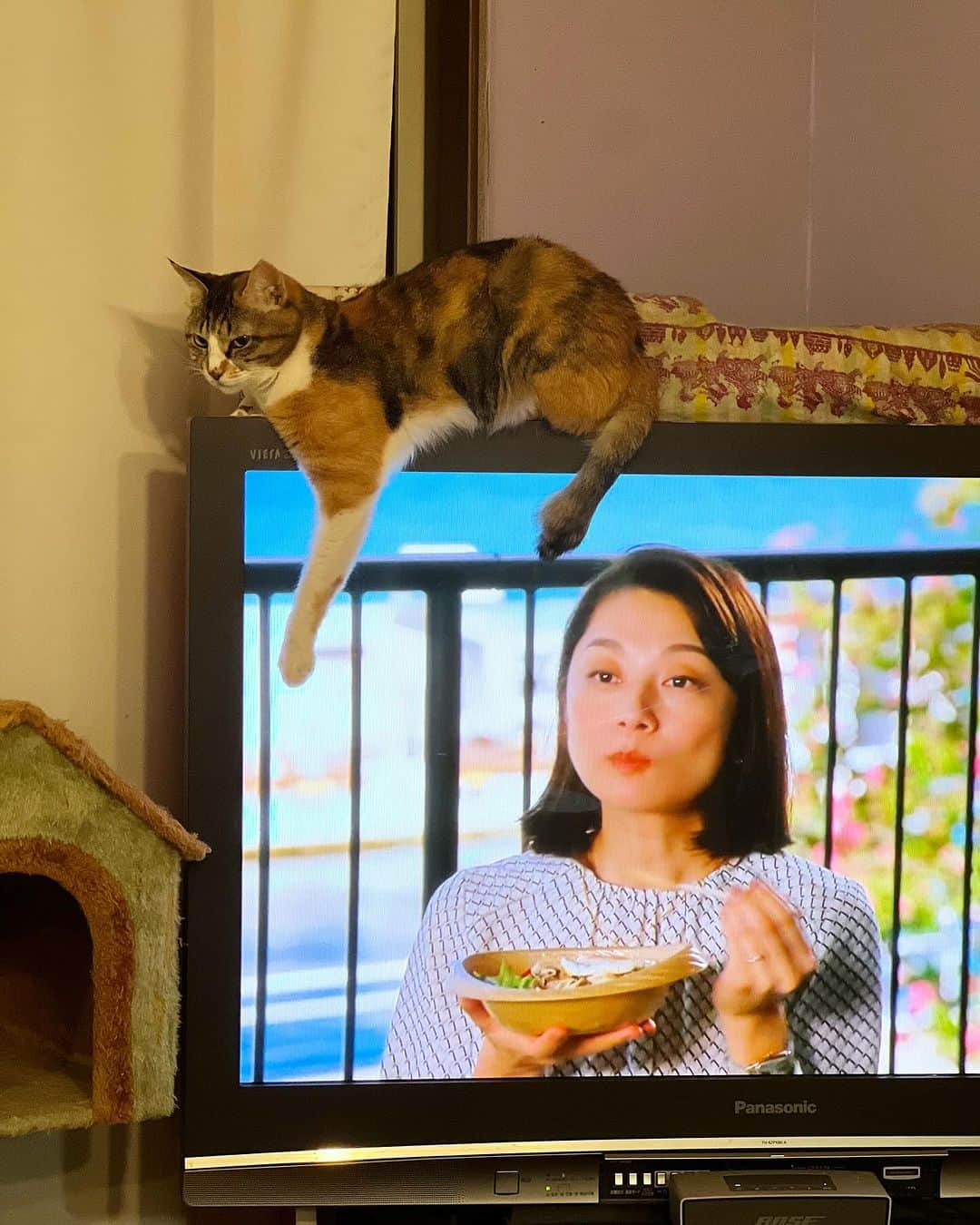 Kachimo Yoshimatsuのインスタグラム：「この秋冬初テレタレ。  #うちの猫ら #猫 #ねこ #ニャンスタグラム #にゃんすたぐらむ #castella #ねこのきもち #cat #ネコ #catstagram #ネコ部 http://kachimo.exblog.jp」