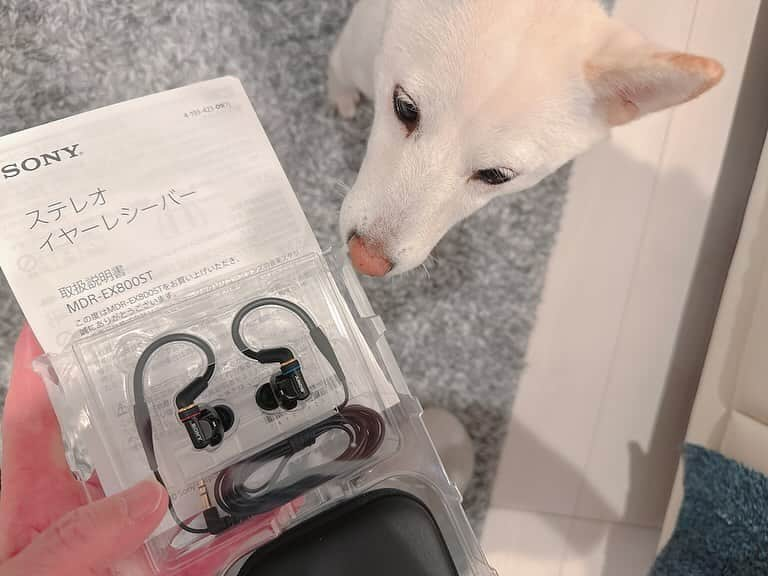 西川進のインスタグラム：「こんばんは！  『感情直結型ギタリスト』西川進です！！  SONY INNER EAR MONITOR 「MDR-EX800ST」を購入いたしました、、、。  https://www.sony.jp/headphone/products/MDR-EX800ST/  先日、、、  愛犬「ミル」（白豆柴の女の子）に、、、  愛用のイヤホン（SONY カナル型イヤホン XBA-40/S）をぶっ壊されましたので、、、  新しいのを購入しました、、、。  レコーディングスタジオに常設されている「MDR-CD900ST」に模して作られているそうで、、、  音はかなり似ていましたし、、、  解像度もなかなか良いです、、、。  音を楽しむと言うよりは、、、  「音の細かい部分までチェックする」ため使う方が多いので、、、  良い買い物だったなと思います、、、。  愛犬ミルも興味津々、、、  前のイヤホンを壊したことはすっかり忘れてる？  （と言うよりイヤホンと言う認識はないか、、、。）  可愛いので、、、何枚も写真を撮っちゃう、、、（笑）  「ちょっとなんか、、、しつこいんだけど、、、」（By ミル）  今日と明日がみなさまにとって素敵な一日となりますように、、、。  #ミルベストショット #柴犬　#豆柴  ＿＿＿＿＿＿＿＿＿＿＿＿＿＿＿＿＿＿＿＿＿ ＿＿＿＿＿＿＿＿＿＿＿＿＿＿＿＿＿＿＿＿＿  #ミル #愛犬　#白豆柴 #白い豆柴  #sayuras　#サユラス　#西川進　#ギター #ギタリスト　#guitarist #サウンドプロデュース #スマッシュルーム　#SmashRoom #サポートミュージシャン  #レコーディング　#ソロ　#EmöSensatioN　#エモセンセイション　  #ギター教室 #音楽教室 #レッスン #スクール #エモスク  #演奏　#楽器　#音楽」