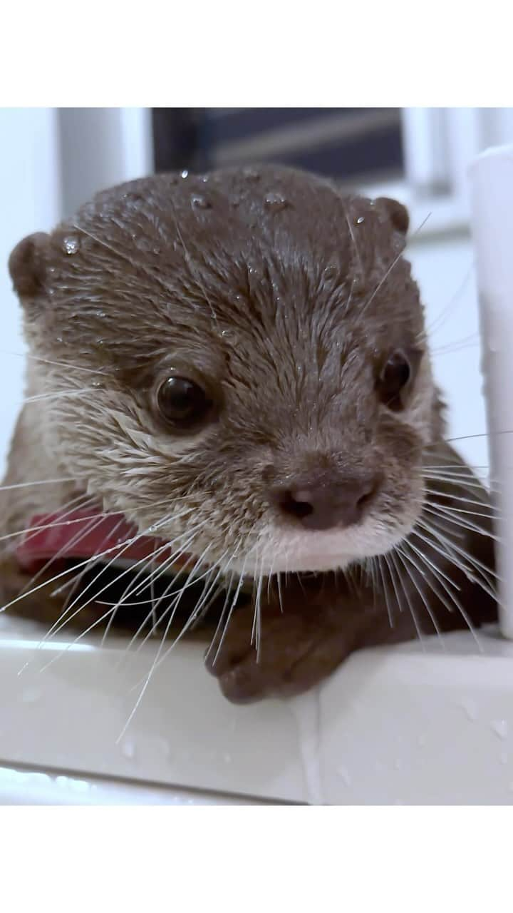 カワウソ コタロー&ハナのインスタグラム：「Ice cream lid dance🍨 ノリノリコタボーデン ‪. . . #otter #otters #cute #pet #animal ‪#カワウソ #コツメカワウソ #動物 #ペット #カワウソコタロー #カワウソハナ #コタロー #かわいい #かわうそ #もふもふ #수달 #귀여워 #loutre #lontra #lutra #выдра #nutria#otterlove #kotarotheotter #otterkotaro #ハーゲンダッツ」