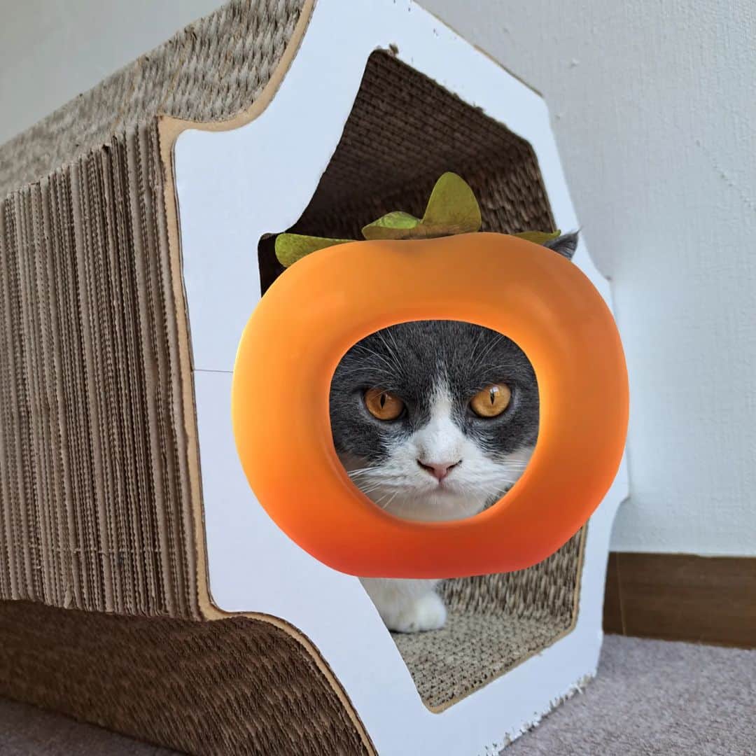 のインスタグラム：「トト柿と、おやすカボチャ🎃 #ハロウィーン  #吉本新喜劇 #よしもと新喜劇 #新喜劇 #猫 #ブリティッシュショートヘア #にゃんすたぐらむ #猫のいる暮らし」