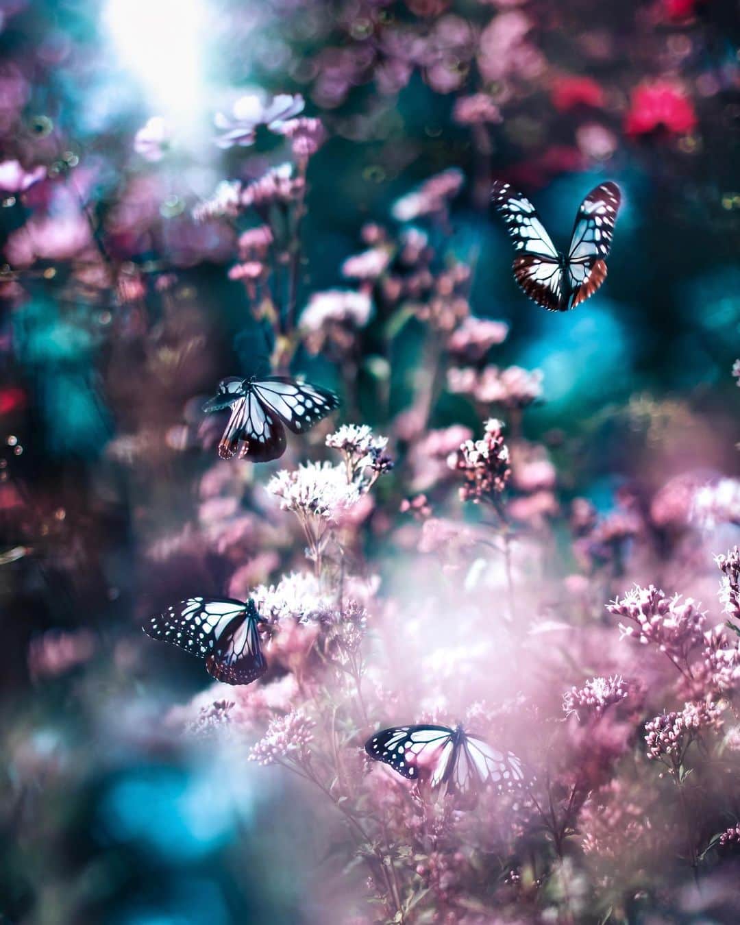 メグのん♡ A k i k oのインスタグラム：「🦋 FUJIFILM X-H2 /NOKTON 35mm F0.9 . . . 色　彩　の　ボ　レ　ロ . . . 🦋」