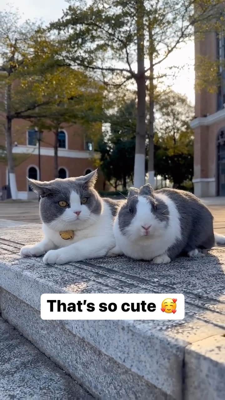 Cute Pets Dogs Catsのインスタグラム：「That’s so cute 🥰  Credit: adorable @🐱胡图图和奥利奥🐰 | DY ** For all crediting issues and removals pls 𝐄𝐦𝐚𝐢𝐥 𝐮𝐬 ☺️  𝐍𝐨𝐭𝐞: we don’t own this video/pics, all rights go to their respective owners. If owner is not provided, tagged (meaning we couldn’t find who is the owner), 𝐩𝐥𝐬 𝐄𝐦𝐚𝐢𝐥 𝐮𝐬 with 𝐬𝐮𝐛𝐣𝐞𝐜𝐭 “𝐂𝐫𝐞𝐝𝐢𝐭 𝐈𝐬𝐬𝐮𝐞𝐬” and 𝐨𝐰𝐧𝐞𝐫 𝐰𝐢𝐥𝐥 𝐛𝐞 𝐭𝐚𝐠𝐠𝐞𝐝 𝐬𝐡𝐨𝐫𝐭𝐥𝐲 𝐚𝐟𝐭𝐞𝐫.  We have been building this community for over 6 years, but 𝐞𝐯𝐞𝐫𝐲 𝐫𝐞𝐩𝐨𝐫𝐭 𝐜𝐨𝐮𝐥𝐝 𝐠𝐞𝐭 𝐨𝐮𝐫 𝐩𝐚𝐠𝐞 𝐝𝐞𝐥𝐞𝐭𝐞𝐝, pls email us first. **」