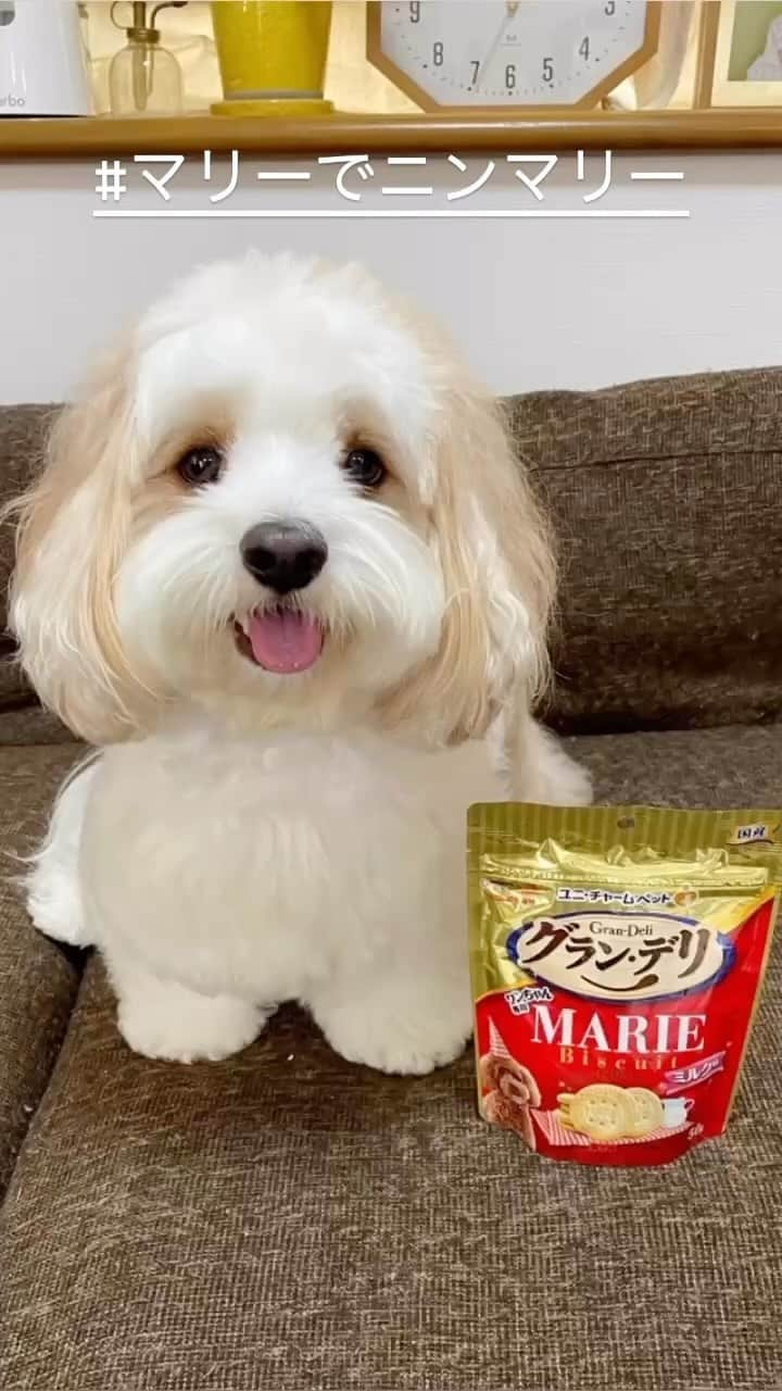 あんちゃんのインスタグラム：「おやつタイム🐶🍪❤️  みんなも食べたことあるかな？ 森永のマリービスケット☺️  ミルクの優しい味わいと サクサクの食感が大好きで わたしは小さい頃 牛乳と一緒によく食べてたなぁ〜🤭🥛🍪  そして最近ね！！ 私も大好きだったマリービスケットの ワンちゃん用が グラン・デリから登場したんですよ！！✨  おぉ〜😳👏  自分が好きなおやつが あんちゃんと一緒に楽しめるのは嬉しいね🥰❤️  デザインもマリービスケットが そのまま小さくなりました🤏 みたいで可愛いの🤣🍪  でも配合成分はちゃんと ワンちゃん用に作られてるので安心です✨  普段ジャーキーとか お肉系のオヤツが多いあんちゃん🥓  マリービスケット…好きかなぁ…？ どうかな…？？？  と思ってあげてみたら すごい食いつき🤣🤣🤣❤️  そして一瞬でペロリでした😋笑  食べた後のニンマリした笑顔が可愛くて ついつい何度もあげちゃう🤭💓  マリーでニンマリー♡のお顔を撮りたくて 動画撮影してみたんだけど…  もっと食べたい！！！！ もっとくれーーー！！！！ って催促されてしまった。笑  食いしん坊め🙄笑笑  動画の最後にニンマリー♡の写真ものせたので ぜひ最後まで見てねーっ❤️  今度は私にも 人間用のマリービスケット用意して あんちゃんと一緒に おやつタイム楽しもうかな👩🏻🐶🍪  #PR #ユニチャームペット #マリーでニンマリー #グランデリ #犬のおやつ #グランデリマリー  #キャバションあんちゃん #あんちゃん　 #キャバション」