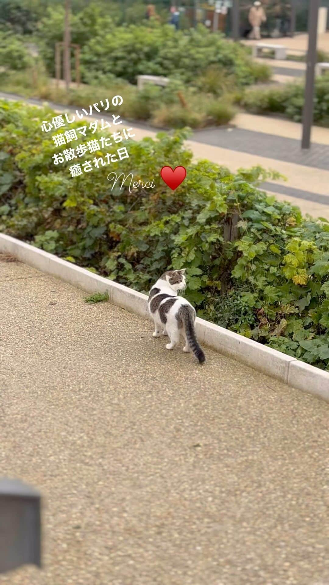 猫沢エミのインスタグラム：「《パリ・盗難日記 / 14日目》  そうだ。昨日の日記に書き忘れたことがあった。  昨日の朝、どこからどうみてもAppleからの警告メッセージのようなものがSMSに届いた。しかもそこには盗まれた私のiPhoneの型と搭載されていたメモリーの数値まで書かれていて、「あなたのiPhoneが使われています。すぐにここへアクセスして確認してください」とな。当然、焦った。まさか……犯人が私のiPhone内に侵入できていて、データを乱用しているんじゃ……。こんなタイミングで送られては、考えずにはおられんよね。でも、Appleにはすでに前iPhoneの盗難届けは済んでいる。「なんか、おかしい…!」とギリギリ踏みとどまって、彼とアリソンにフィッシングメールかとうかを確認してもらったところ、やはりフィッシングだった。機器を盗まれたことなんかよりも、こうしたストレスの方が多大。しかも何と闘ってんのか、もはやわからない。  朝から嫌な気分に突き落とされたけど、ここでまた凹むのはヘタレすぎると、気を取り直して向かったモノプリで、滞在許可証のdepulicata （-デュプリカタ/謄本、写し）を申請するために必要なデジタル番号付き証明写真を撮る。はーい、この機械、タイミングの掴めないシャッターチャンスだの、椅子の高さが変えられなくて空気椅子で息を止めて撮る苦痛付きっていう、フランスっぽいもの。なんとか写真は撮れたようだが……..あれ？デジタル番号どこ？慣れてなくて、私がどっかボタンを押し間違えたんだろうな…….ハハハ　８€も払って、人相の悪いプリクラを撮っただけか。そうか、今の私は写真も撮り損ねるほどポンコツか。  カラカラと空回りする己の寂しげなエンジン音を聞きながらモノプリを出てみると、広場から女性の声が聞こえた。  「ネコー　ネコー」  ん？　猫？　すると植え込みの茂みから、 美雨ちゃんとこのサバちゃんみたいな雉白の猫が現れた。思い切ってマダムに声をかけてみると、もう１匹ロシアンブルーの猫もいて、猫たちは自由に散歩中なのだそう。ちなみにこの２匹、この広場の外歩きには慣れていて、心配いらないのだとか。  「２匹とも捨てられた子たちで、私が引き取ったんだけど、〝ネコ〟の命名は、前代の猫とは違った感じの、何かいい名前はないかなって考えていたところ、日本語のネコを知って。「ね」と「こ」の丸っこい響きが耳にも優しくていいなと思ったの。それと、猫って私が思うに、母音にアとオが入ってる二文字の名前だとわかりやすいみたいで、呼ぶとちゃんと来るのよね」  マダムは50~60代くらいのナチュラルな感じの人で、モノブリの入っている近代アパルトマンに住んでいるという。日本も訪れたことがあるそうで「泥棒がいないこと！それと新幹線の快適さとデザインが近未来的なのに驚いた！」と。そんな話で盛り上がっていたら、もうひとり、通りすがりの猫好きマダムが参加して、パリの動物保護団体の話や、それぞれの猫との出逢い話で気がついたら1時間近く、3人で 立ち話していた。  ほー…….犬を飼っている人は、散歩で犬友ができるけど、猫は無理だよなあと思っていたら、猫友もこんなふうにできたりするのか、パリは。私たちは3人とも、このカルチエの住人で、もしかしたらまたこうして会うかもしれない。それぞれ名前だけを告げあって、特に約束したりもせずに別れた。縁があったら、また必ず会えるから。  パリのエアーポケットにすっぽりはまり込んだような日々に、また猫の救いが現れた。コリーヌとソフィ、保護猫を引き取って人生を共に歩くマダムたちに会えてよかった。  家に戻って再び、滞在許可証のデュプリカタ申請に必要な書類と、明日の朝、プレフェクチュールに駆け込む書類を四苦八苦しながら夜中まで揃える。相変わらずフランス政府のサイトは、お約束のシステムエラーで先に進まない。コロナ以降、こうした手続きがネット化されて便利になった反面、サイトのシステムエラーが多すぎてらちがあかない、という問題も多発している。  数年ぶりに顔面神経痛が勃発。母とイオちゃんの見送り時、ずっとなってたなあ。ま、ストレスが体の内側の見えないところに出るよりかわかりやすくていいよ。  言葉では表現できない不安な気持ち。  これが社会手続きに翻弄される在仏外国人が、危機に直面した時の正直な心境。  しかしやるしかない。  こんなものはどう考えても無駄だと思う書類も全部持って、絶対に受け付けてくれない窓口だとわかっていても訴えてみること。  やってみるしかないのだ。  #猫パリ　#猫沢エミのインターナショナル五十路ライフシフト  #猫沢エミリーパリへ行く  #猫沢エミのパリ盗難日記」