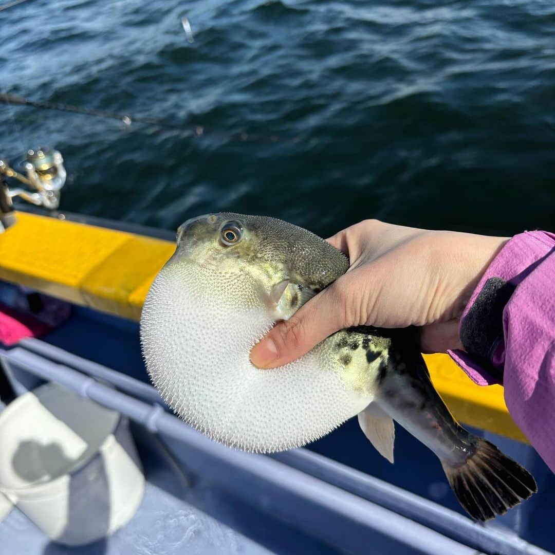 秦まり子さんのインスタグラム写真 - (秦まり子Instagram)「まだ釣れた経験ゼロだけど楽しい🎣 波が穏やかだとそれだけで嬉しい😌 フグは、隣のおじさんがハズレだと言ってリリースさせてくれました🐡  #釣り #フグ #鳥山」10月26日 19時07分 - marikohata_