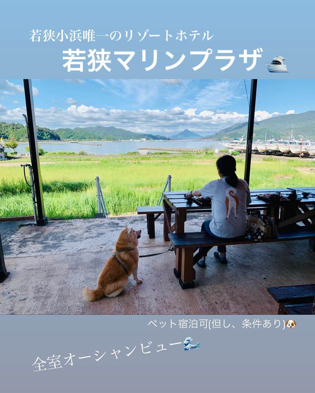 Kazumi-Gakumamaのインスタグラム：「岳は、若狭小浜唯一のリゾートホテル「若狭マリンプラザ」に行って来ました♪ *  テラス席ならランチタイムに愛犬と一緒に食事が出来ます🍽️ *  ホテルの目の前にある鯉川海水浴場まで、徒歩１分も掛からず、正面には美しい山容から別名「若狭富士」と呼ばれる青葉山が見えてそりゃあもぅ〰️素晴らしい立地です👍 *  小型犬なら宿泊も可能ですが、条件等ありますので、必ず電話確認を‼︎  若狭マリンプラザ🔗  https://www.marineplaza.co.jp/ 🐾----*----*----*----🐾 Gaku went to Wakasa Marine Plaza, the only resort hotel in Wakasa Obama♪ * If you sit on the terrace, you can eat with your dog during lunch time 🍽️ * It takes less than a minute to walk to Koikawa Beach, which is right in front of the hotel, and you can see Mt. Aoba, also known as 「Wakasa Fuji」due to its beautiful mountain shape, in a great location👍 🐾----*----*----*----🐾 #柴犬 #岳 #柴犬岳 #柴犬ガク#gaku #shibainugaku #shiba #shibainu #shibastagram #いぬすたぐらむ #pecoいぬ部 #pecotv  #dogsofinstagram #ワンフルエンサー  #hermoso #Instagram #weeklyfluff #🐕📷 #dailyfluf #福井県観光連盟 #若狭おばま観光協会 #福井県 #福井  #小浜市 #若狭 #若狭マリンプラザ #若狭富士 #犬旅 #柴犬岳の #20231026」