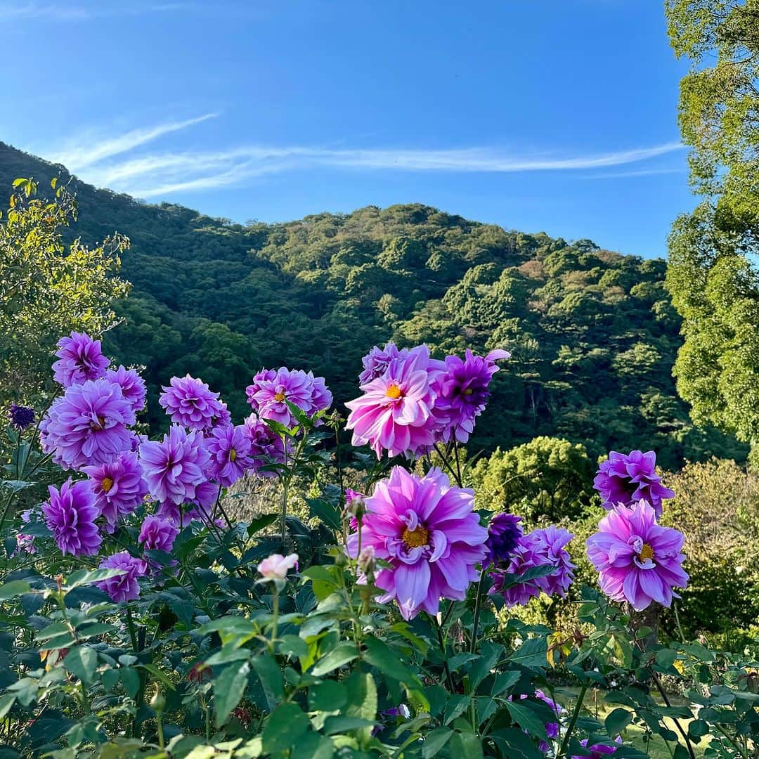 牛窪万里子さんのインスタグラム写真 - (牛窪万里子Instagram)「先日、親友の荒井 弥栄さんと熱海まで大人の遠足へ！ @yae.arai.0305_loveprince   ハードスケジュールが続く中、真っ青な空と海の景色に心から癒されました。  伺ったのはACAO FOREST。建築家の隈研吾氏が設計した眺望カフェ「COEDA HOUSE」がありました。小さな枝を組み合わせ大きな木のようなイメージだそうです。樹齢800年のアラスカヒノキを1500本も使用しているとか。  敷地内のイングリッシュガーデンにはバラや秋の花が咲き乱れていました。  【ACAO FOREST 】 https://acao.jp/forest  #熱海 #acaoforest #隈研吾設計 #隈研吾 #codeahouse #大人の遠足 #旅行」10月26日 19時10分 - mariko_ushikubo