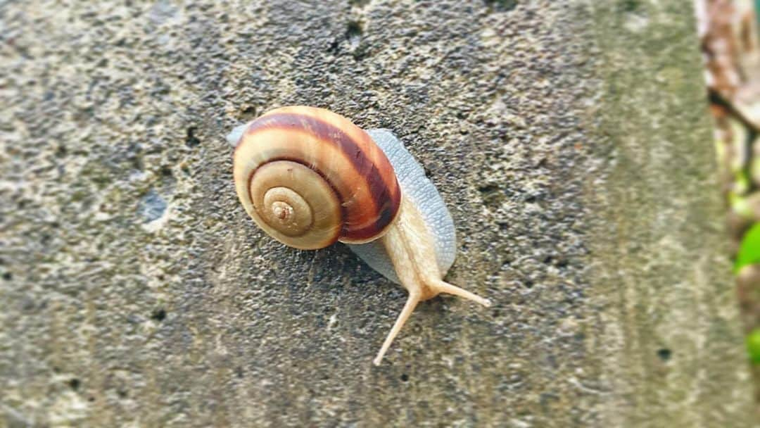 岩崎愛さんのインスタグラム写真 - (岩崎愛Instagram)「冬がはじまるよー . ①雨上がりの金木犀 ②暖かい日に春と間違えて咲いちゃった桜 ③秋空⛅️ ④風の強い日に5匹くらいでまとまって休んでたシジミチョウ ⑤雨上がりに現れたカタツムリ🐌」10月26日 19時24分 - iwasakiaiching