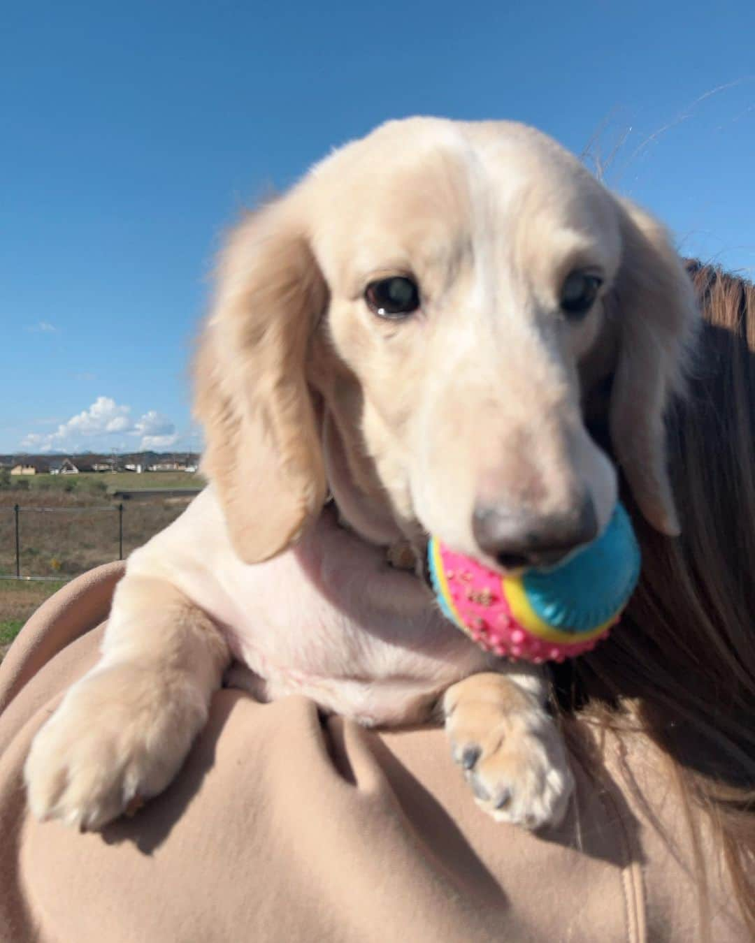 石森虹花さんのインスタグラム写真 - (石森虹花Instagram)「🐕🌞  ピノと実家のわんことダックスのタイガーくん🐶🤍 ドッグラン走ってるの気持ちよさそうで嬉しかった＾＾  #チワワ#ブラックタン#ロングコートチワワ#ダックスフンド#ドッグラン#愛犬家」10月26日 19時30分 - ishimori_nijika