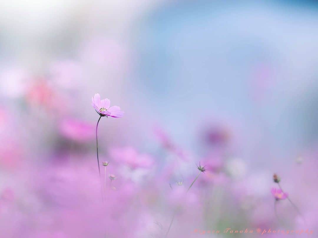 花の写真館さんのインスタグラム写真 - (花の写真館Instagram)「Photo by @miyoco_tanaka. https://instagram.com/miyoco_tanaka/ . Original Post[投稿いただいたURL] https://www.instagram.com/p/Cx3whkASCgF/ . 本アカウントは、 #私の花の写真 をつけてInstagramに投稿された皆さまの花の写真や、「花の写真館」Facebookページで投稿された花の写真を紹介します。 「花の写真館」Facebookページは、「 @floral.photograph 」のプロフィールにあるURLからご覧ください。 . ※各種法令、マナー、関係者の指示に従った撮影をお願いします。 *Please ensure that your photography adheres to all relevant laws, etiquette, and instructions issued by authorized persons. ※本アカウントは東京カメラ部がFacebook、Instagramのサービスを利用して運営しているもので、Meta社・Instagramとは一切関係ありません。 . #花の写真館 #floralphotograph #floralphoto #flower #flowers Follow: @floral.photograph」10月26日 19時30分 - floral.photograph