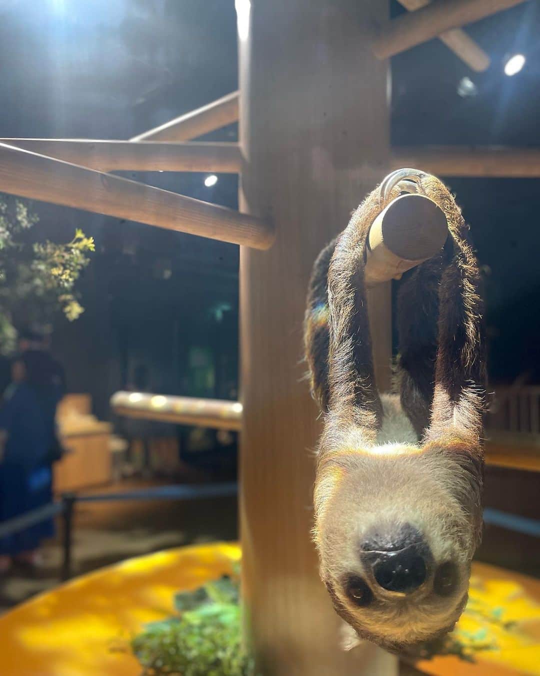 七海のインスタグラム：「愛しのナマケモノさん 久々会えました...  お顔もフォルムも動き方も何から何まで最高に大好き  にんじん食べてくれた🥕」
