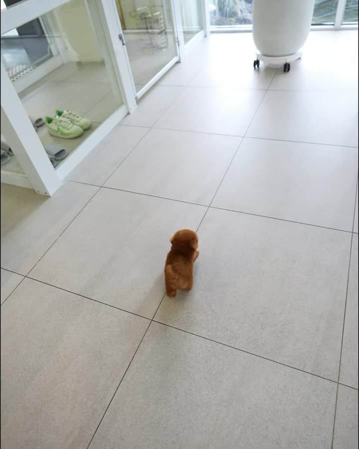 Rolly Pups INCのインスタグラム：「Apple 🥰 . . We Deliver to Selected Countries, where we can DELIVER SAFELY !! ✈  For Puppy Inquiries, Please Call or Text or WhatsApp TONY +1 (267) 301-6649 JAY +82 10 5427 3971 . For More Details, www.kpups1.com」