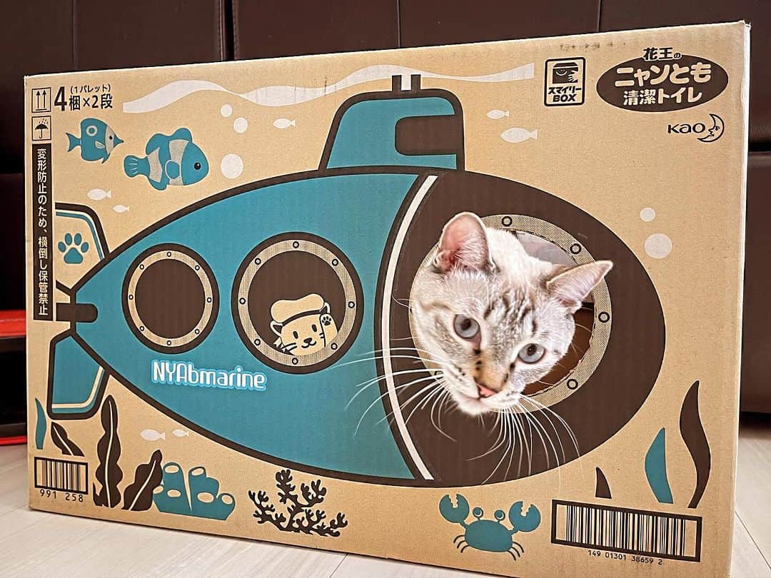田中要次のインスタグラム：「『沈黙のニャン隊』 #猫Guri #Bo_nyans #猫のいる暮らし」