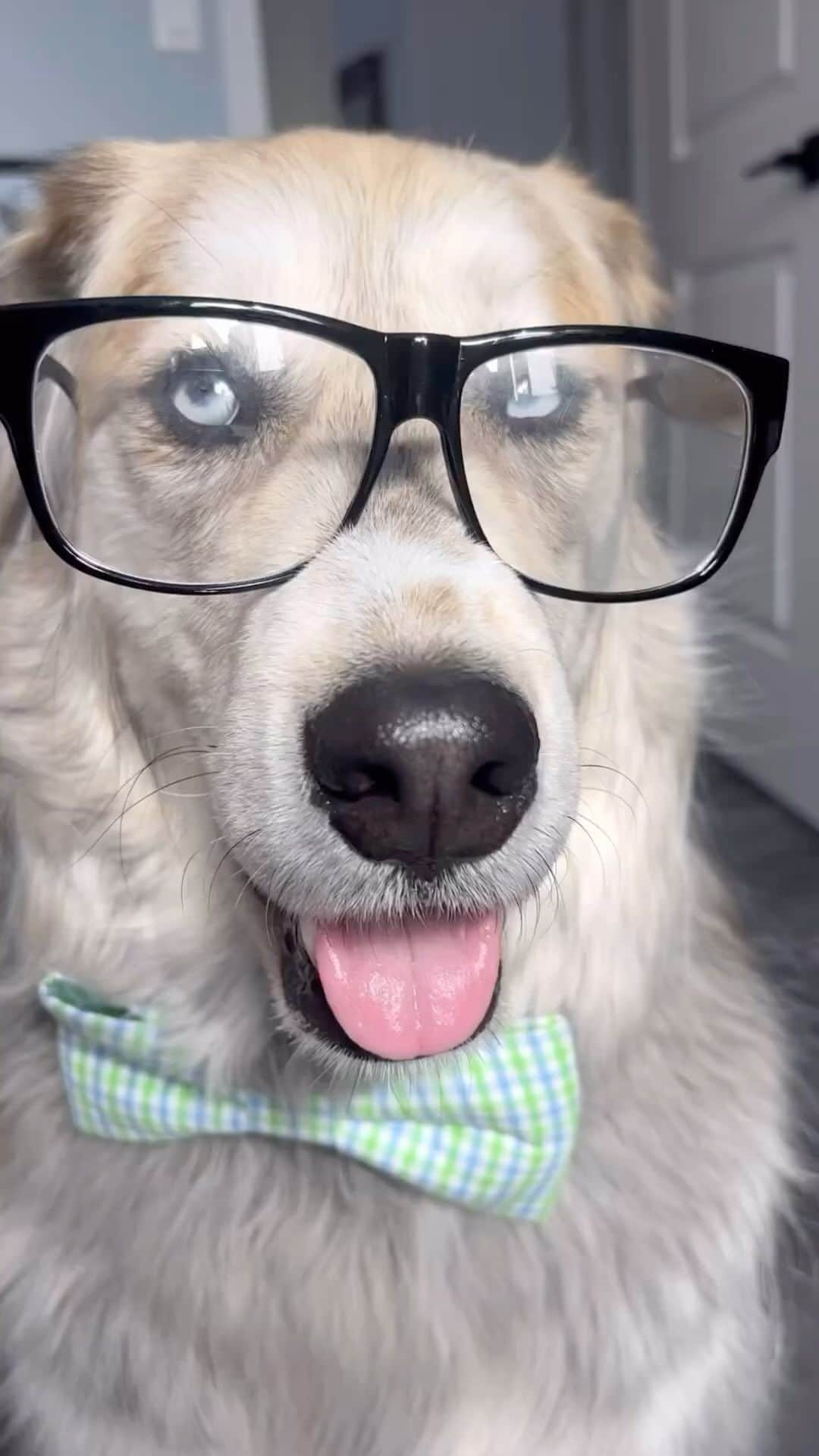 DogsOf Instagramのインスタグラム：「@halfhuskybros is one heckin smarty pants 🤓 . . . . #goberian #huskymix #workingbreed #smartdog #funnydog #dailyfluff」