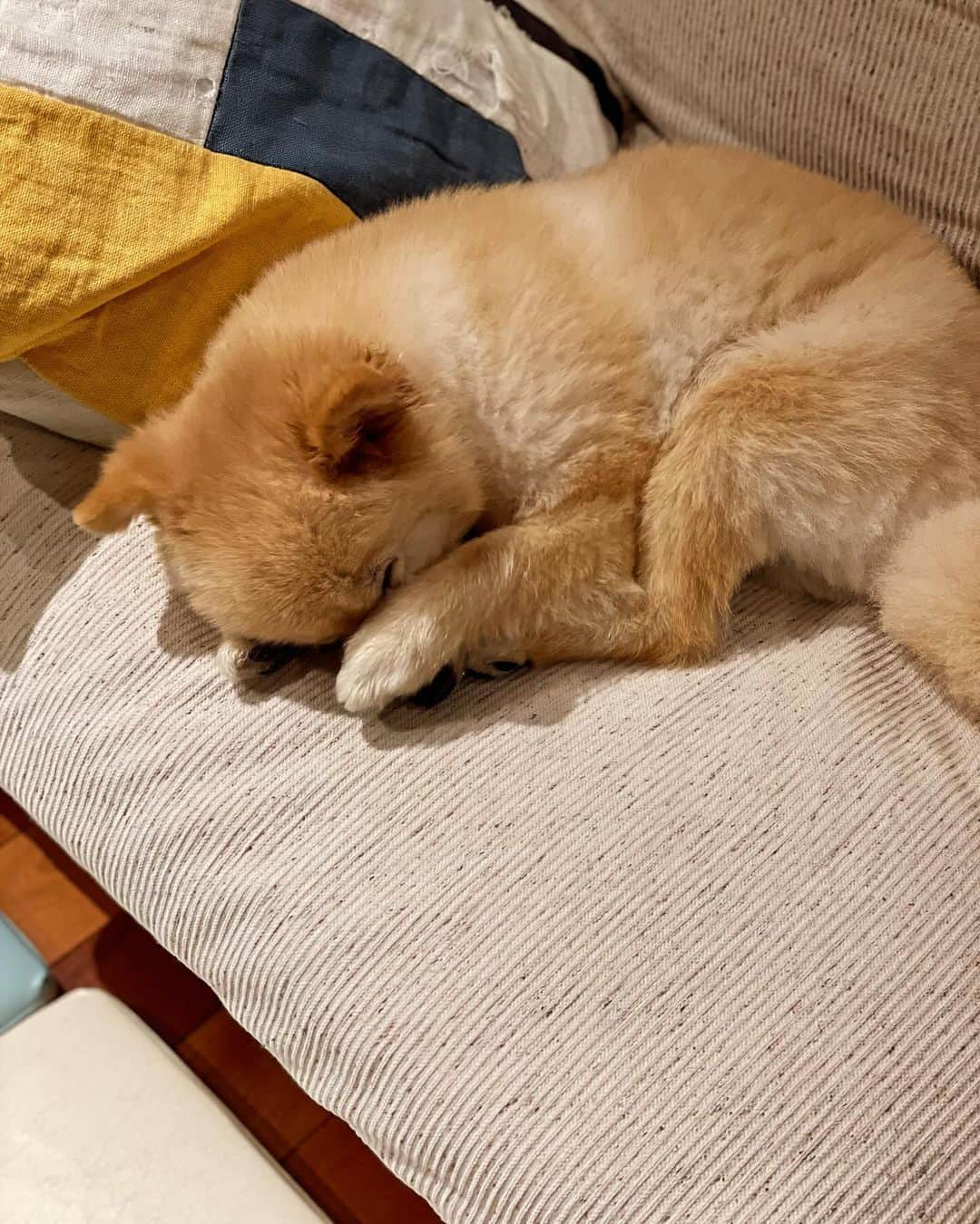 水野良樹のインスタグラム：「ねむいー。 #名犬てけ #睡眠の秋 #いぬすたぐらむ」