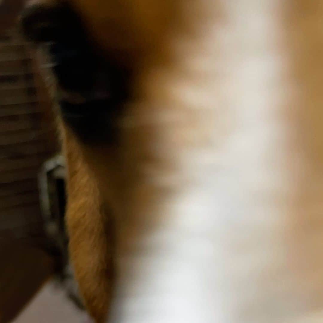 スティーヴン★スピルハンバーグさんのインスタグラム写真 - (スティーヴン★スピルハンバーグInstagram)「日常4コマーぬと 屁を気にするいーぬ(奥)と屁を気にしないーぬ(手前)  #4コマ#パンダと犬#犬かわいい#犬#ビーグル#スティーヴンスピルハンバーグ」10月26日 11時14分 - steven_spielhamburg