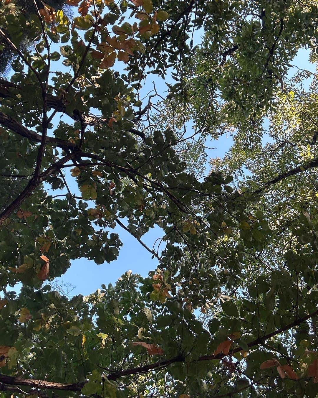 ジュヨン さんのインスタグラム写真 - (ジュヨン Instagram)「가을 등산 🍁🍂🫰」10月26日 11時26分 - jupppal