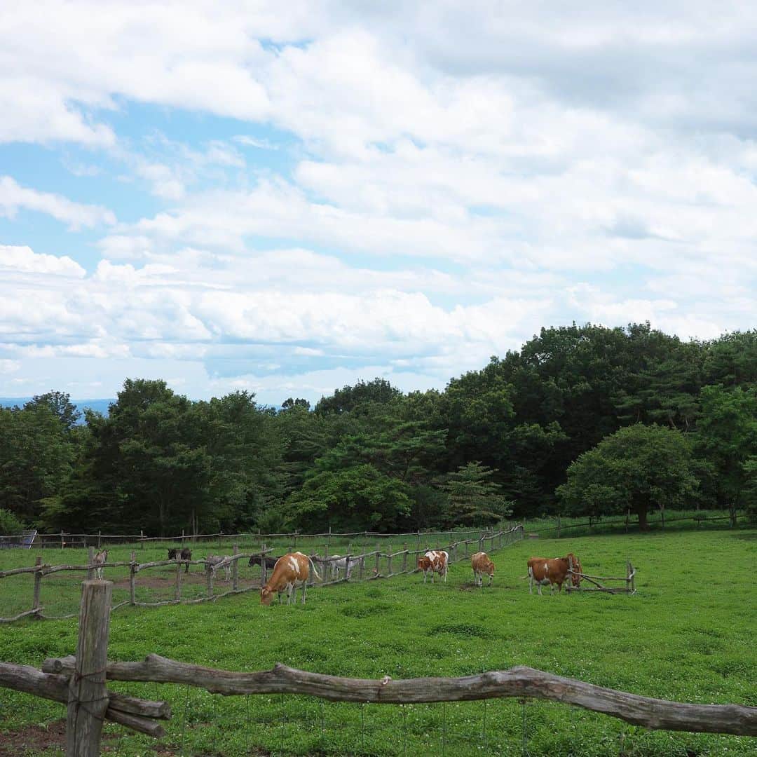 新井郁のインスタグラム：「☁️☁️☁️ 🐂🐄🫏🍃🌿  いつかのドライブ旅 みんな目も尻尾も美しくてうっとり。🦢♡  あげないうちに夏が終わって、 少し重めに体調を崩して寝込んでいたら 秋も終わりそうです、ご自愛ください。😵‍💫  私がストーリーズでたまにあげてる #街中friends なんですが、 こっそりファンで楽しみにしてくれてるとか いつかうちの子が載りますようにとか（嬉☺️） メッセージとかコメントとか 友達までも言ってくれる方がたくさんいて、 ちょっとどころか首がもげるほど うんうんそうだよねえって私も頷いてます🫨🫨🩵  街中にはたくさんのお友達がおって（妄想理想） 触れ合わせてもらったときに 心が通った時も、プリッて塩対応された時も それはそれでくうぅ…！たまらん…！ ってなります。平和です。みんなみんな、 笑顔で穏やかに各々のペースで生活してほしい、 という思いです。🐕🐩🐈‍⬛  インドアな私が外に出る理由にもなって 細胞がイキイキして歓喜です、生きるってすごいな（何） 街中で会いましょう~~~みんな散歩しよう~~~🍃」