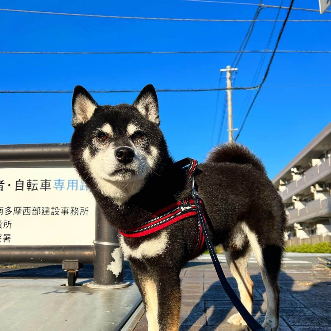 小川博永のインスタグラム：「凛々しい。  #ししまる爺さん  #今朝まる #ししまる #dog #dogs #柴犬 #黒柴」