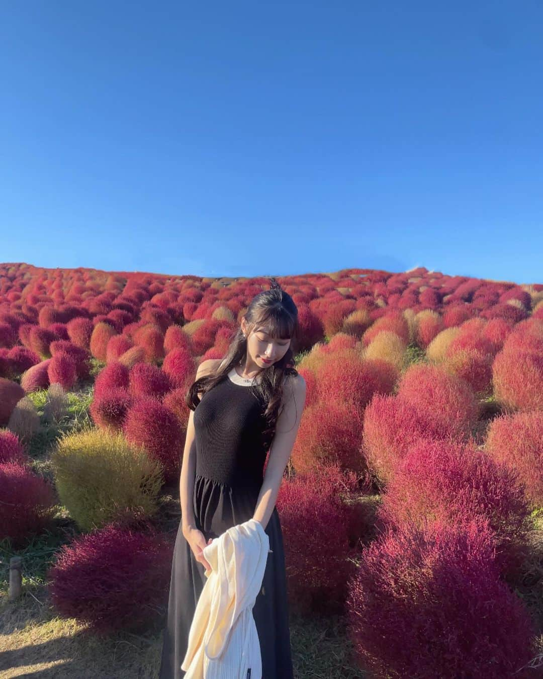 瀬名ひなのさんのインスタグラム写真 - (瀬名ひなのInstagram)「Kochia🍂  先週末、コキアを見に国営ひたち海浜公園へ🧸🤎 ちょうど見頃で綺麗だった☺️  ワンピースはSHEIN🔍 23053059 size M  めちゃくちゃ生地しっかりしてて着心地良くて愛用中！  ただいま11/11のビッグセール開催中𓂃◌𓂂   クーポンコード: BFPJP196 割引率：1～5,999円まで15%OFF、 6,000円以上は20%OFF 利用期限：〜1月30日  11/11 SHEIN BIG SALE "試すたび、好きが見つかる。届くたび、好きが増えてく。" 30万点以上のアイテムが限定値下げされてます🌟  @sheinofficial @shein_japan  #SHEIN1111sale#SHEINGoodFinds#SHEINforAll #loveshein #ad #saveinstyle #コキア #国営ひたち海浜公園 #茨城 #みはらしの丘 #ひたち海浜公園」10月26日 12時13分 - hinan0n