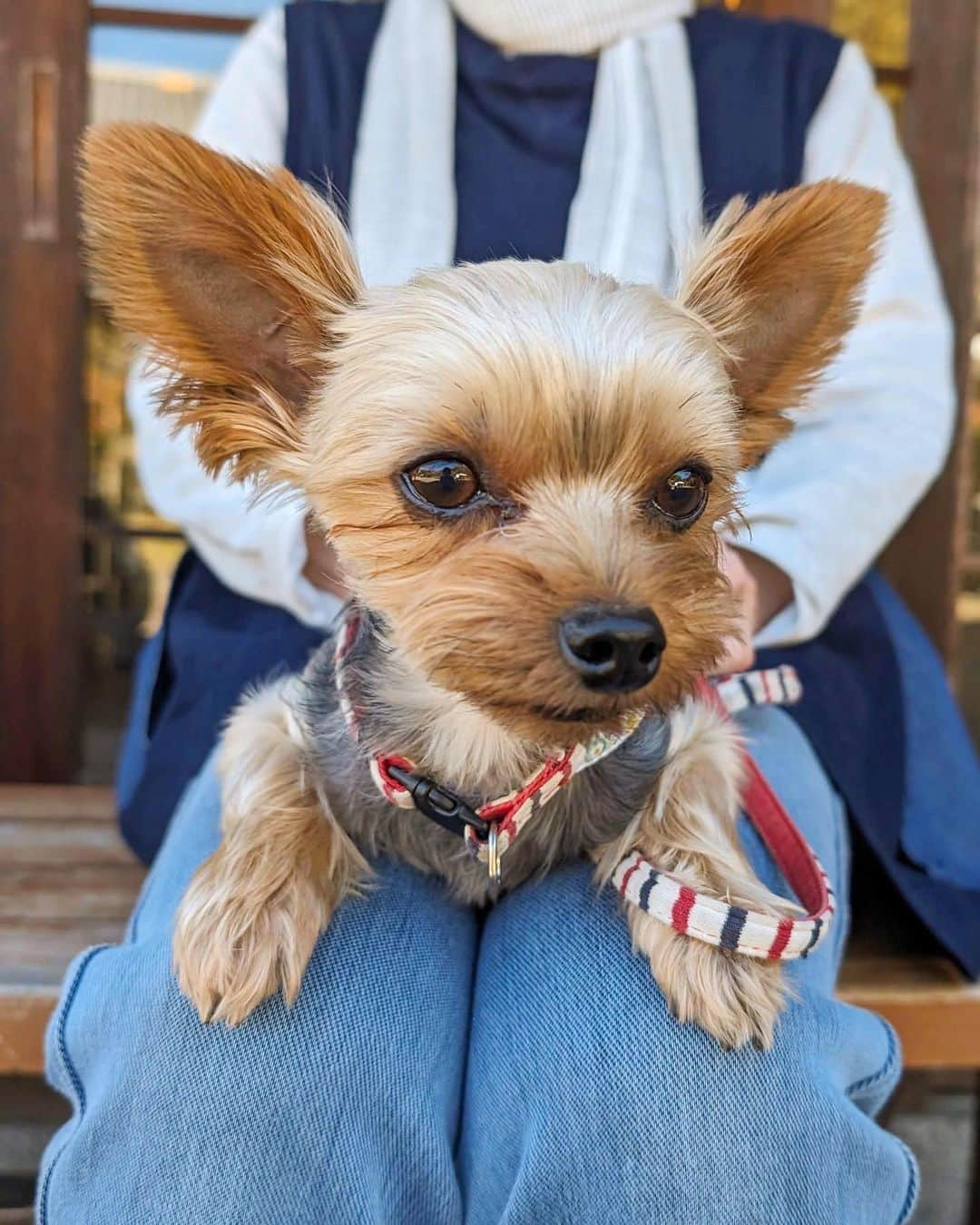 かっちゃんねるさんのインスタグラム写真 - (かっちゃんねるInstagram)「プロモーション：Google ⁡ オーブン不要・炊飯器で超簡単！😋 ⁡ 「かぼちゃのスフレチーズケーキ」 ⁡ 皆さんこんにちは。やぁ✋ ⁡ 今回はハロウィンにもおすすめの かぼちゃを使ったスイーツレシピ🎃 ⁡ 先日、気分転換もかねて道の駅に プチドライブ旅に行ってきました。 ⁡ 道の駅で立派なかぼちゃをゲット！！ ⁡ そして今回の旅のお供は「Google Pixel8 Pro」 ⁡ カメラ機能が特に良くなっていて 風景や料理もめっちゃ綺麗に撮れます📸 ⁡ 最新のAI機能により、写真に映り込んで しまったものも「消しゴムマジック」機能で 消すことも出来ちゃいます✨ ⁡ 映り込んでしまったおばけのピックも きれいに消すことができました👻 ⁡ またGoogleレンズを使えば、検索や 翻訳、調べたいものが1発で調べられます✨ ⁡ かぼちゃのスフレチーズケーキも 簡単に美味しく作れますので 是非作ってみて下さいね👍 ⁡ 【3合炊き炊飯器使用】 ・かぼちゃ　　　　　正味100g ・スライスチーズ　　　　4枚 ・牛乳　　　　　　　　　大2 ・卵（Mサイズ）　　　　3個 ・ホットケーキミックス　40ｇ ・グラニュー糖　　　　　60ｇ （半量はペースト用、半量はメレンゲ用） ⁡ ・油　　　　　　　　　　少々 （サラダ油やなたね油など） ＿＿＿＿＿＿＿＿＿＿＿＿＿＿＿＿ 📹YouTubeレシピ動画配信中📹 ￣￣￣￣￣￣￣￣￣￣￣￣￣￣￣￣ 細かい作り方やポイントは YouTubeにレシピ動画があります😊 ⁡ 【kattyanneru/かっちゃんねる】 で検索してみて下さいね🔍 ＿＿＿＿＿＿＿＿＿＿＿＿＿＿＿＿ ⁡ #GooglePixel8 #GooglePixel #かぼちゃ #チーズケーキ　#ハロウィン #簡単レシピ #節約レシピ #おつまみ #かっちゃんねる #かつ活 #PR」10月26日 12時26分 - kattyan1011