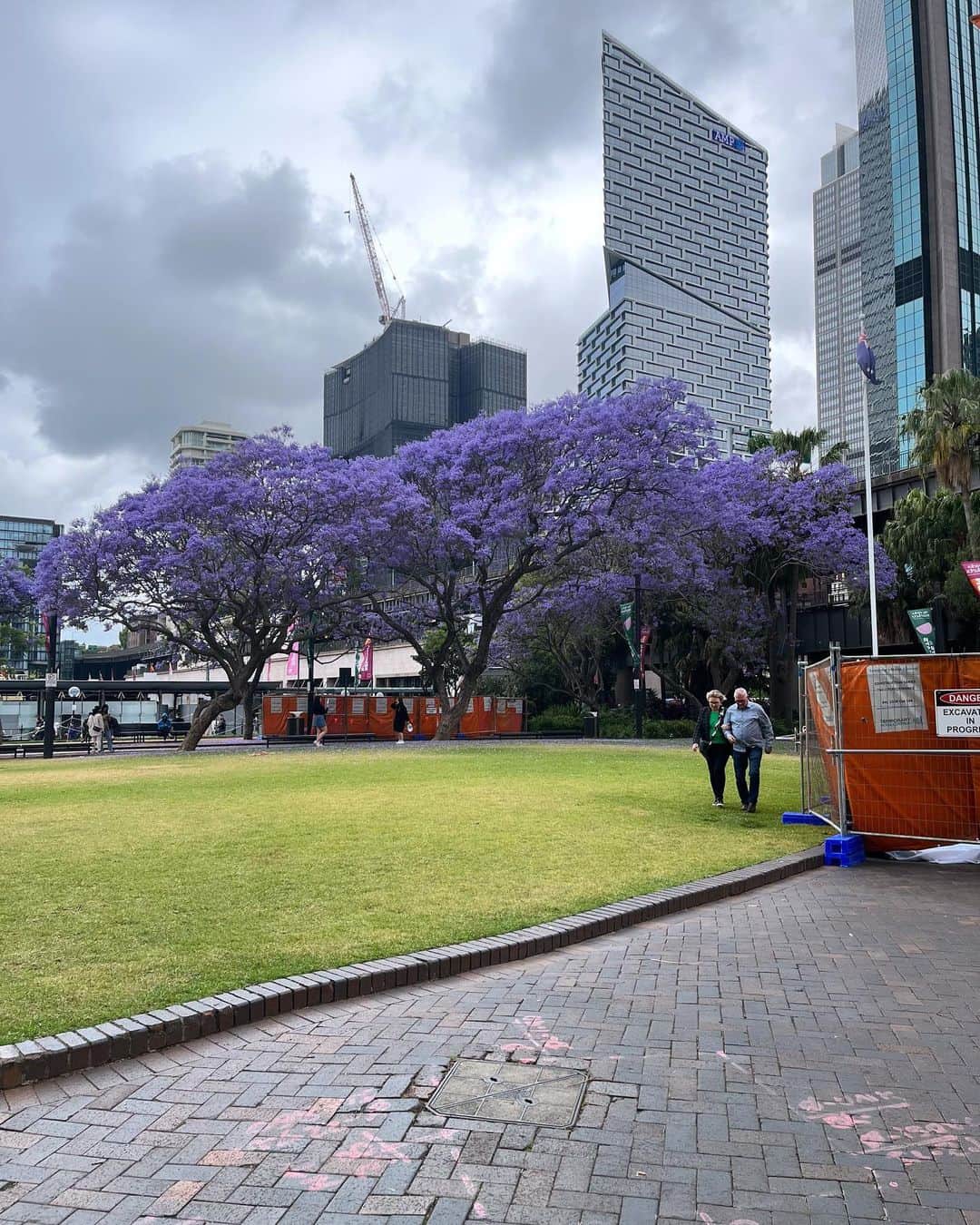 やまだひさしのインスタグラム：「桜のようでラベンダー色の樹！ ジャカランダ？香りもいいのよ。 #やまだひさし #ラジオ #DJ #ぶらり旅 #シドニー #散歩」