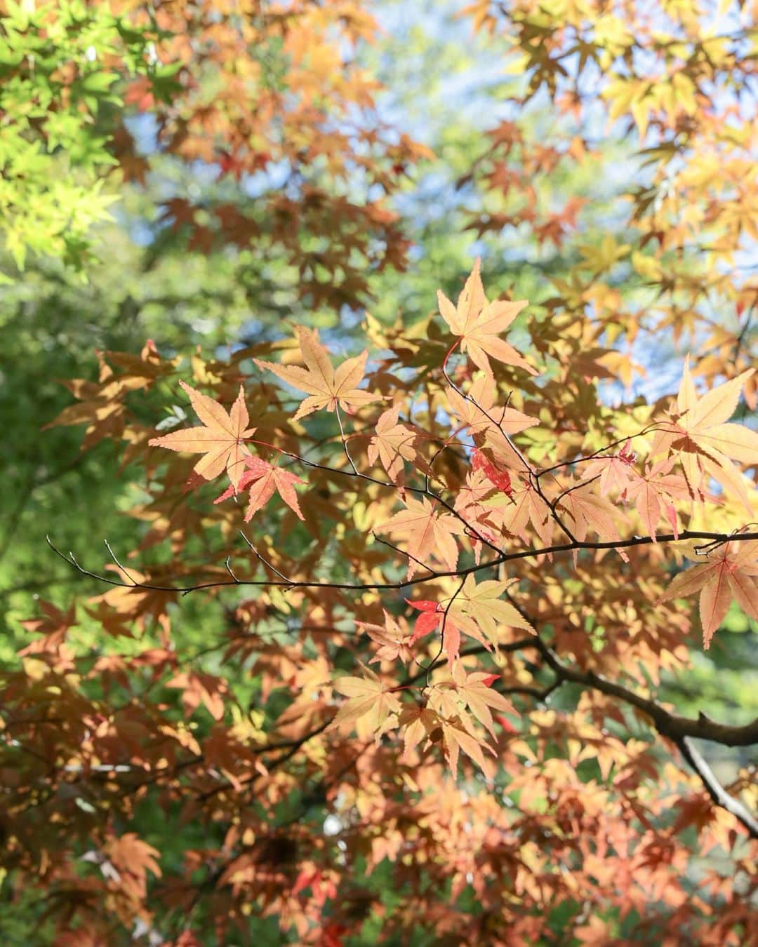 mimisomiのインスタグラム：「石川県加賀市の紅葉🍁  山々の全体はまだ青葉が多く 一部分だけ、 赤く色づき始めていました🫶🏻  #紅葉 #石川旅行 #石川観光 #北陸旅行 #加賀市 #加賀温泉 #山中温泉 #国内旅行 #温泉旅行」