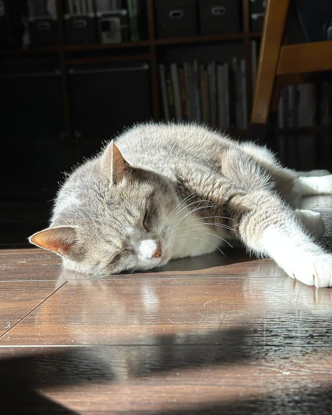 モアレ & クリエさんのインスタグラム写真 - (モアレ & クリエInstagram)「日向ぼっこで発光するモアレさん✨  #モアクリ #moacrie #ねこ #猫 #cat #catsagram #ねこすたぐらむ #にゃんすたぐらむ #猫のいる暮らし #ねこのいる生活」10月26日 12時39分 - moacrie