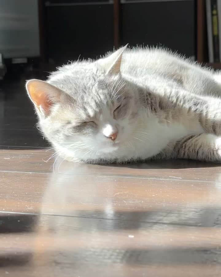モアレ & クリエのインスタグラム：「日向ぼっこで発光するモアレさん✨  #モアクリ #moacrie #ねこ #猫 #cat #catsagram #ねこすたぐらむ #にゃんすたぐらむ #猫のいる暮らし #ねこのいる生活」