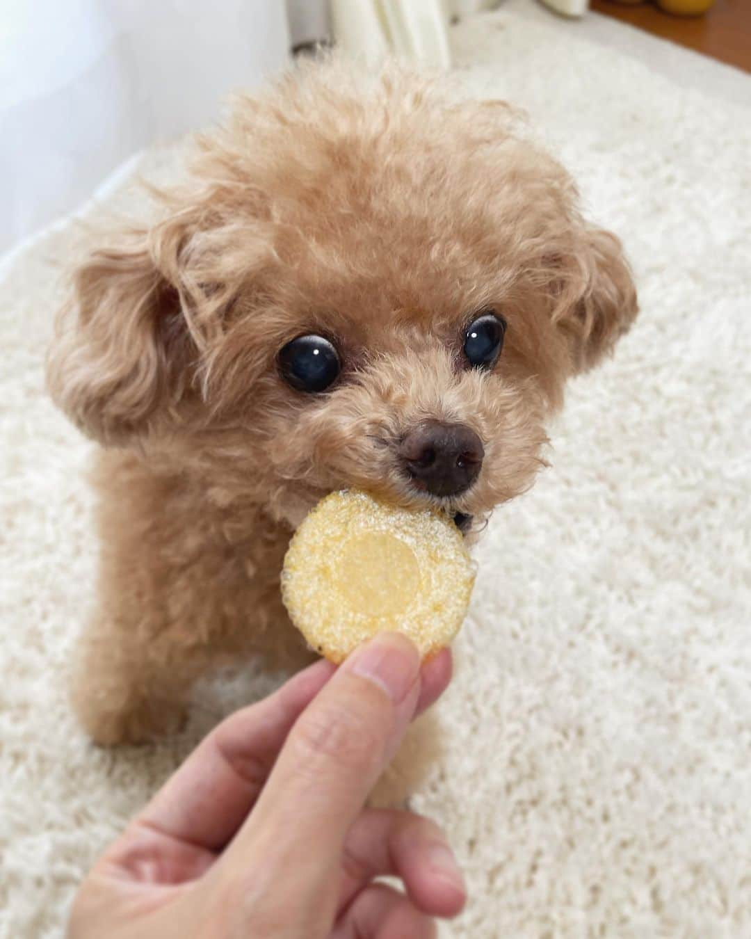 ふわのインスタグラム：「昨日の続きで〜す👻🎃  ドギボはおやつも美味しくて 開けると自分で食べたいおやつを選びます。 そしてこのお顔です🤩 @doggybox_jp   #toypoodle#toypoodlegram#dogsofinstagram#instadog#doglover#doglife#dog#fuwamama#ふわ#ふわもこのふわ#トイプードル#ふわもこ部#犬バカ部#親バカ部#犬のいる暮らし#いぬすたぐらむ#ドギボ#ドギーボックス#doggybox#pr」