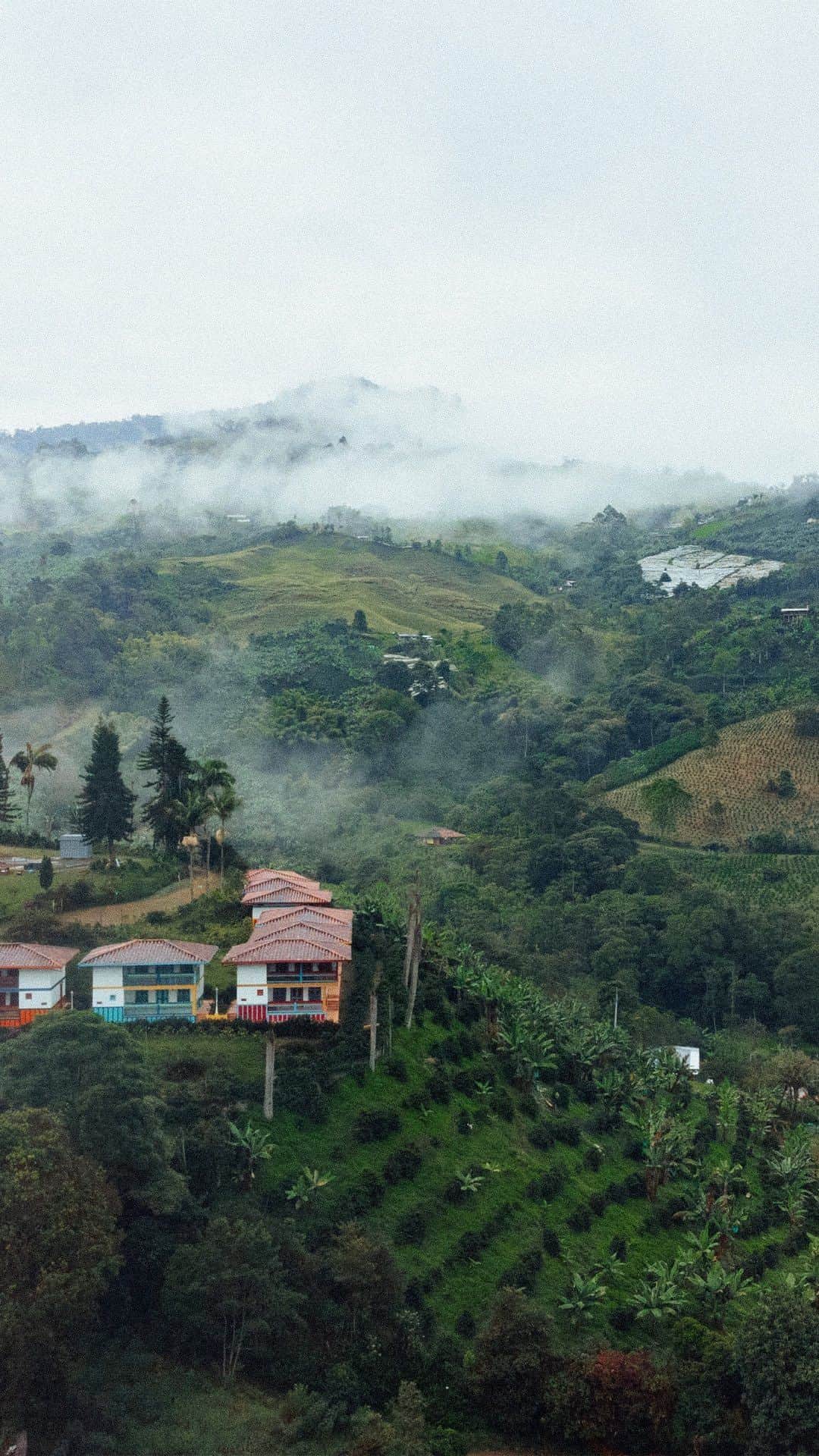 Nespressoのインスタグラム：「The journey from bean to cup is long, yet every step is a beautiful part of the process. 🇨🇴  Witnessing Colombian farmers’ care in growing and harvesting coffee exemplifies how challenging journeys yield rewarding results.   Since 2003, The Nespresso AAA Sustainable Quality  Program has helped Colombian coffee farmers build financial and environmental resilience. Because it’s no longer enough to only care about tomorrow, we’re looking at the generations to come.   Discover more on link in bio ☕ #NespressoOrigins #NespressoMadeWithCare #20AAA」