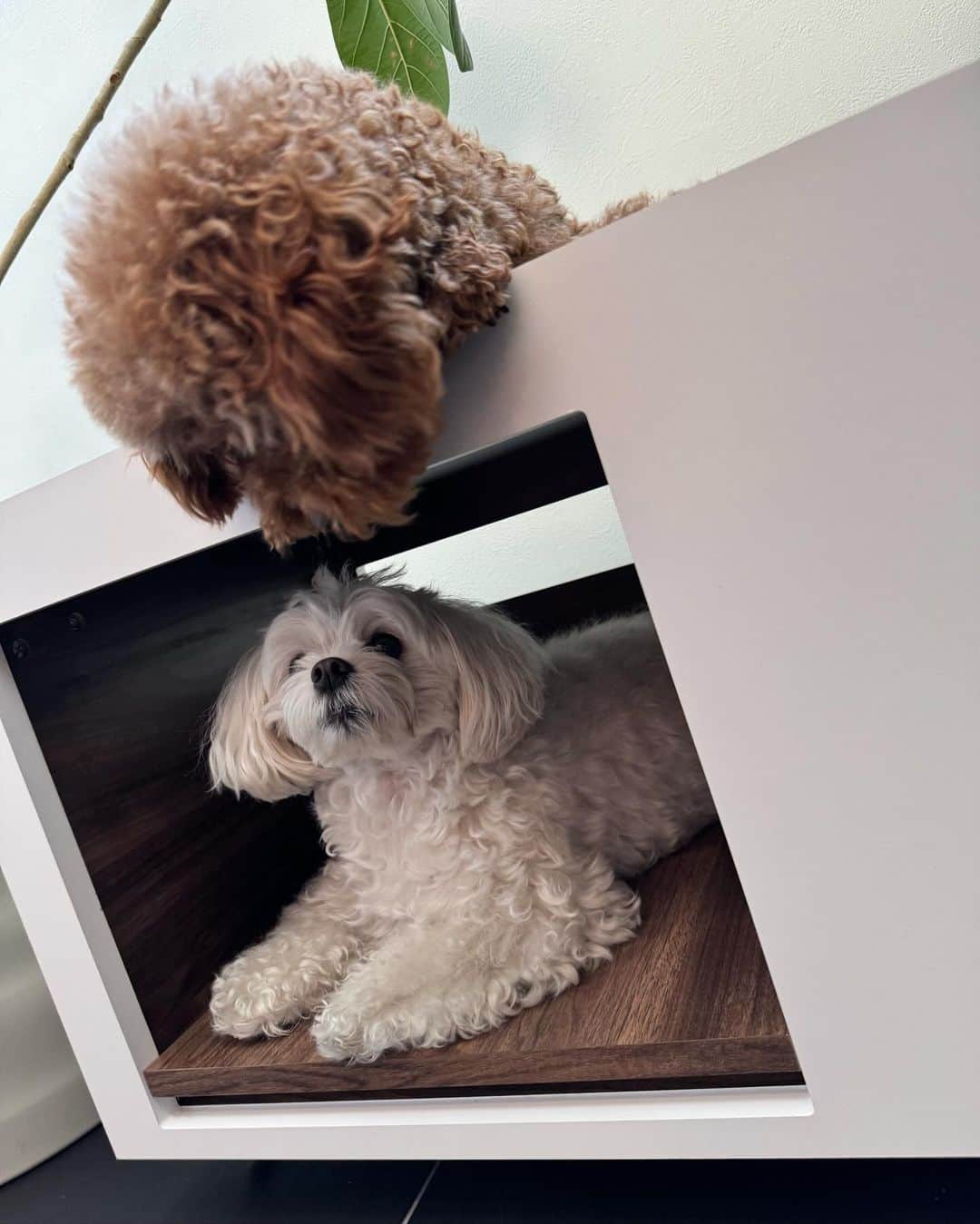 桃華絵里さんのインスタグラム写真 - (桃華絵里Instagram)「Dog house 🐻🐻‍❄️🌱  すっかりお気に入りの様子で まったり 寛いでいます♡  かわいい☺️  #doghouse #aete  #保護犬を家族に  #ずっとの家族」10月26日 14時26分 - _momoka828_