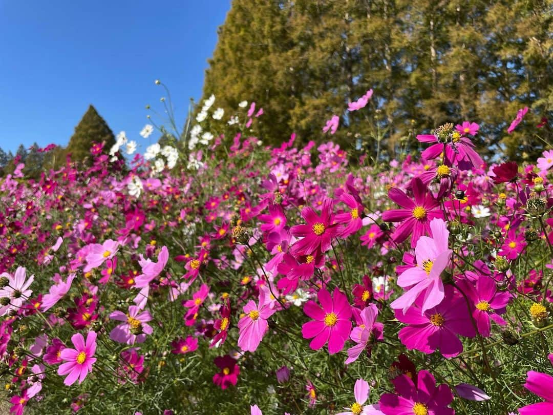 たかまつななさんのインスタグラム写真 - (たかまつななInstagram)「生駒高原に行き、コスモスに囲まれてきました！1人で行ったけど良かったです✨  自然が好きです。中高登山部で久しく山に行ってないですが、また山登りとかもしたいなー  今日は代休とって、観光します！」10月26日 14時41分 - takamatsunana