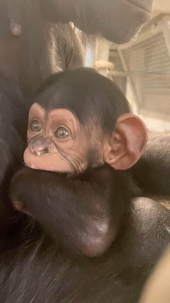 タロンガ動物園のインスタグラム：「3-month-old Chimpanzee Cekiri is growing up so fast 🥹  Whilst mum Ceres is still keeping little Cekiri close, 5-month-old Lemba is now crawling, practicing standing and keeping mum Lemba very much on her toes.   Stay tuned as we follow the milestones of these playful arrivals or join us at our daily 12pm Chimpanzee Talk to hear from our expert keepers!   📹 Keeper Scott」