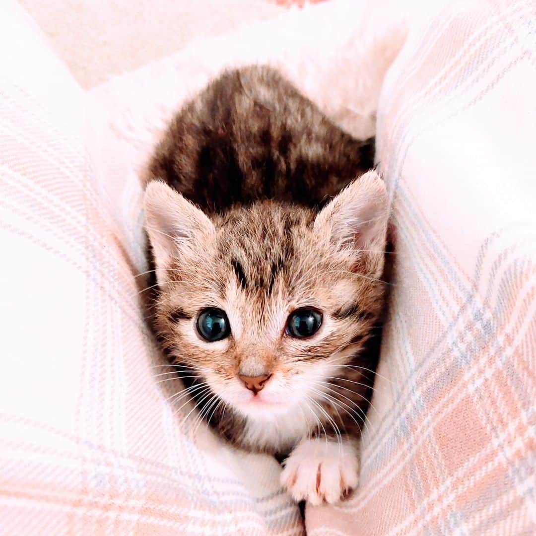 高口里純のインスタグラム：「保護猫ちゃん。順調に育ってます！  #保護猫#２ヶ月弱#  #cats」