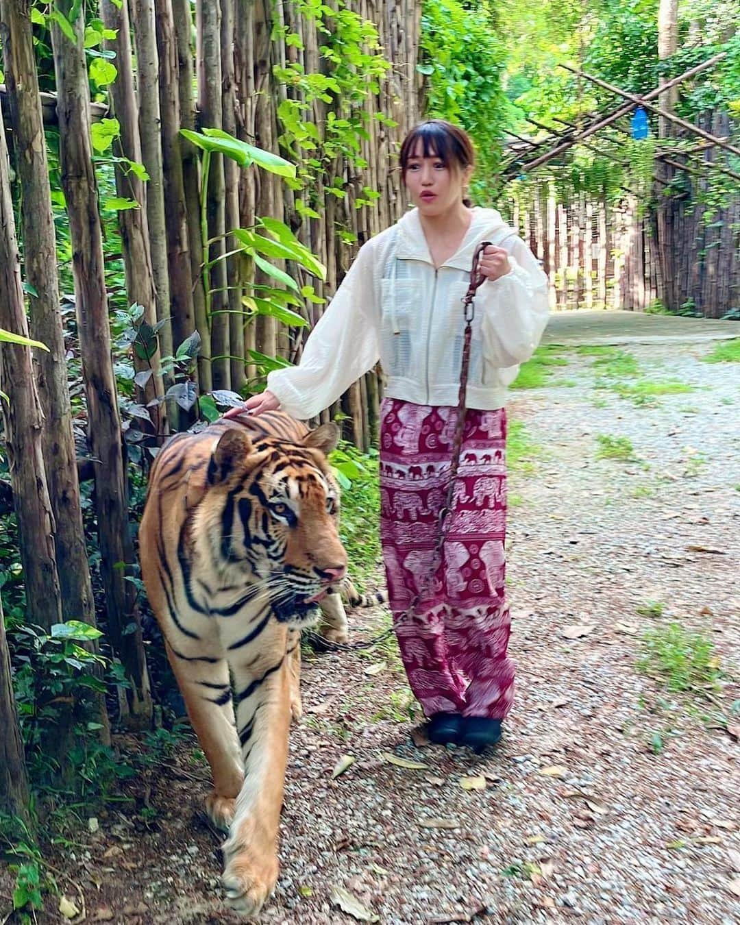 朱里さんのインスタグラム写真 - (朱里Instagram)「虎さん🐅  #stardom #GE #Syuri #prowrestling #Thailand #tiger #cool #big」10月26日 15時46分 - syuri_official