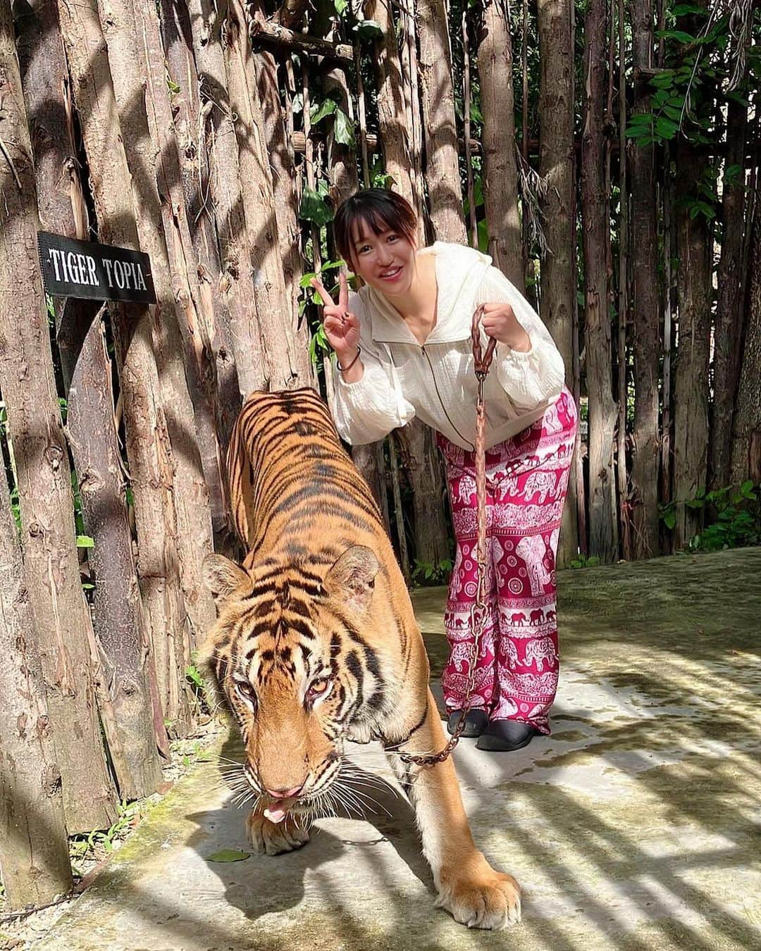 朱里のインスタグラム：「虎さん🐅  #stardom #GE #Syuri #prowrestling #Thailand #tiger #cool #big」