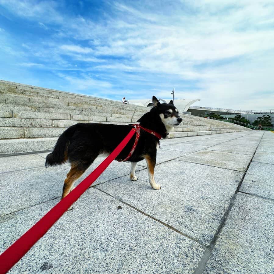 vo_coのインスタグラム：「🐾 こたちゃんクラスになると わざわざ駒沢公園に連れて来ても 最低限の歩数でやるべき仕事をこなして速攻で帰るので なんと駐車場料金がかかりません！笑 ＊ HP見ても現地看板見ても「〇〇分未満は無料です」表記が無いんだよなぁ…何分以内なら料金掛らんのだろうか ＊ #shibastagram #instashiba #shiba #shibainu #黒柴 #柴犬」