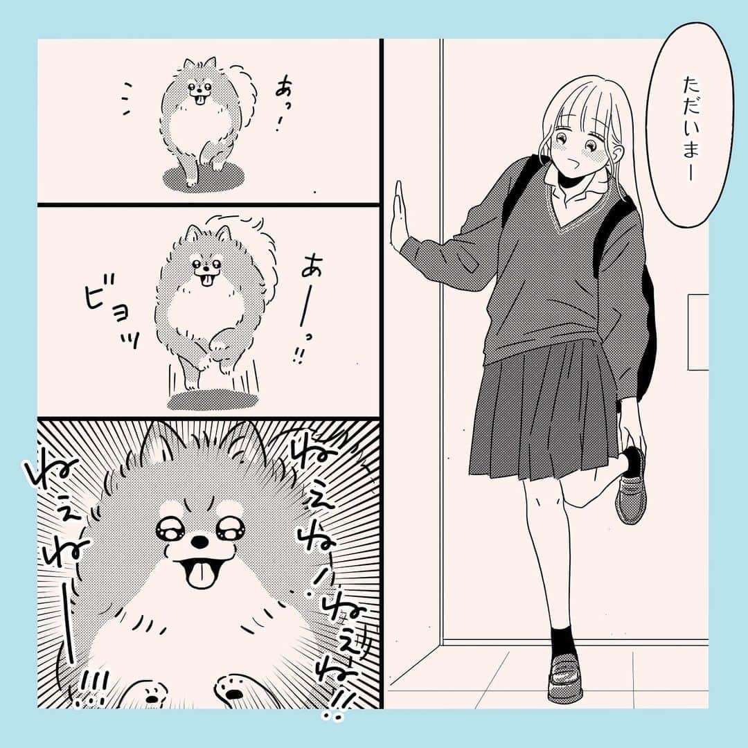 おかゆさんのインスタグラム写真 - (おかゆInstagram)「宿儺の指と同じ扱い  #漫画 #マンガ #日常 #日常漫画 #エッセイ漫画 #コミックエッセイ #ポメラニアン #犬のいる生活  #犬マンガ　#犬のいる暮らし #母娘 #親子 #高校生 #家族 #特級呪物」10月26日 15時59分 - yu_yu_yucco