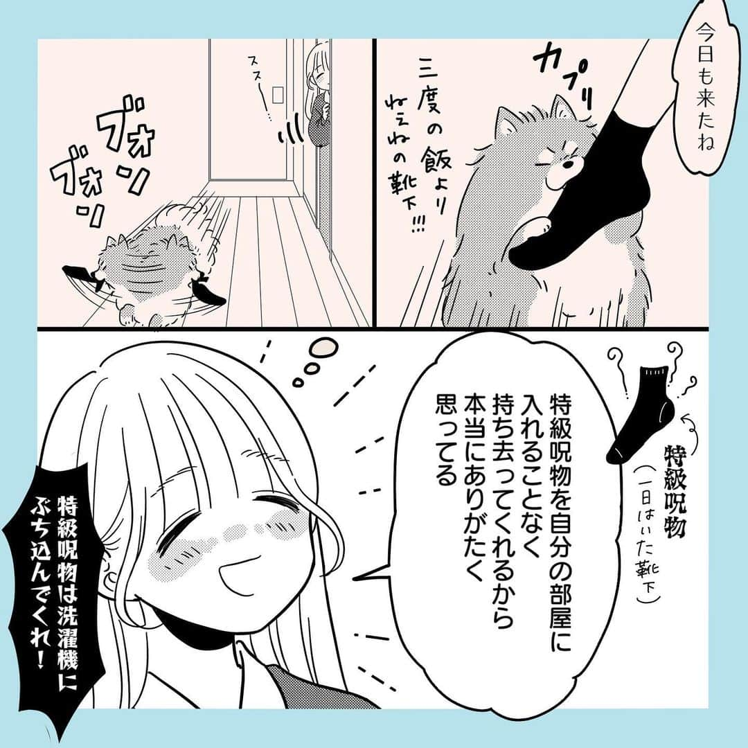 おかゆさんのインスタグラム写真 - (おかゆInstagram)「宿儺の指と同じ扱い  #漫画 #マンガ #日常 #日常漫画 #エッセイ漫画 #コミックエッセイ #ポメラニアン #犬のいる生活  #犬マンガ　#犬のいる暮らし #母娘 #親子 #高校生 #家族 #特級呪物」10月26日 15時59分 - yu_yu_yucco